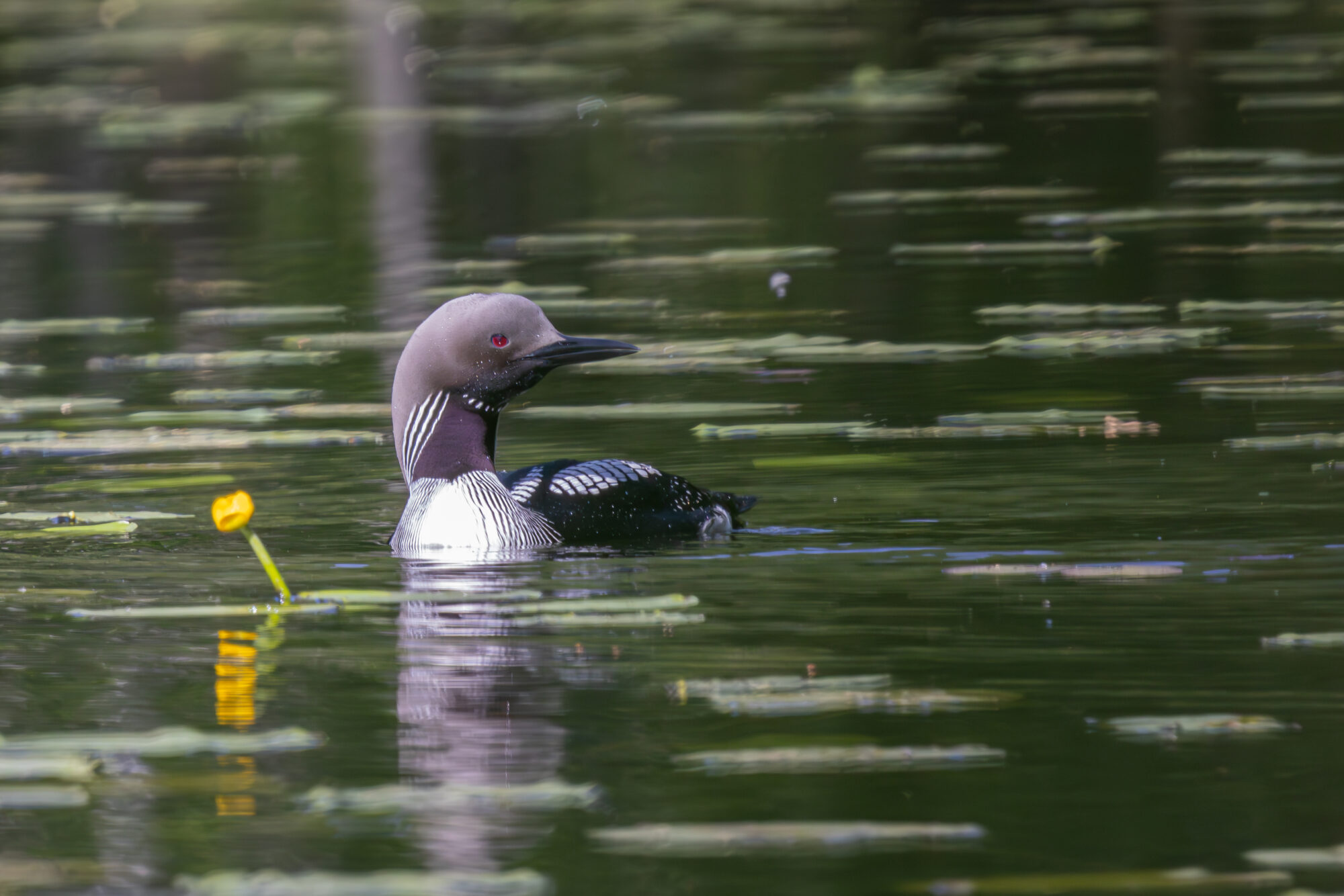 Valokuvaaja: Anne Patana