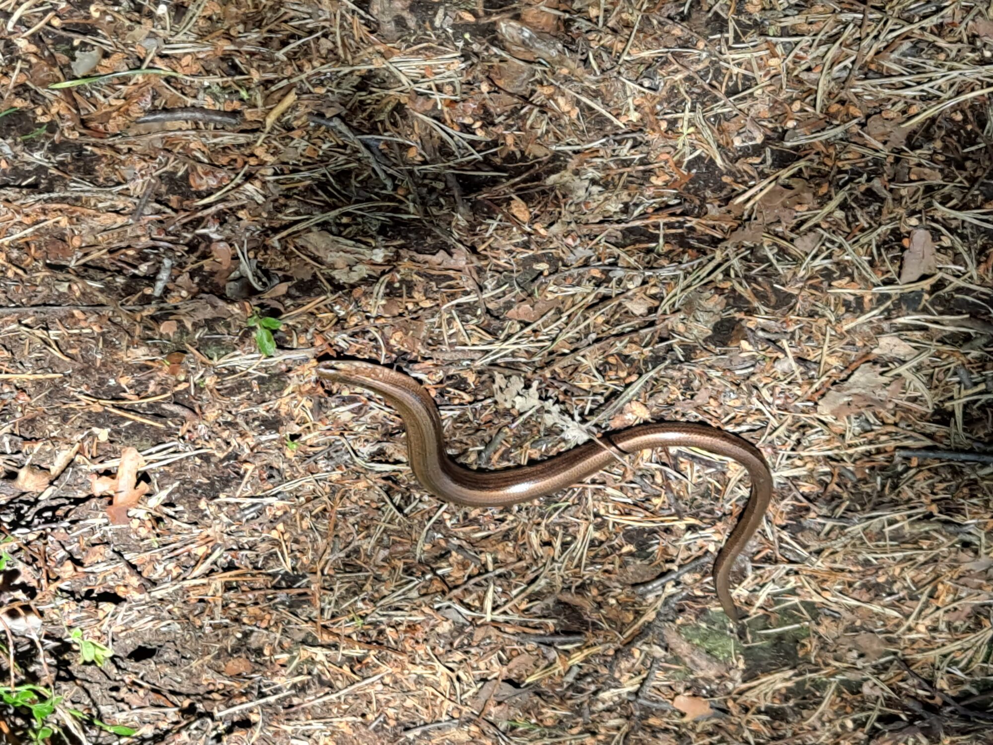 Valokuvaaja: Satu Suuntala