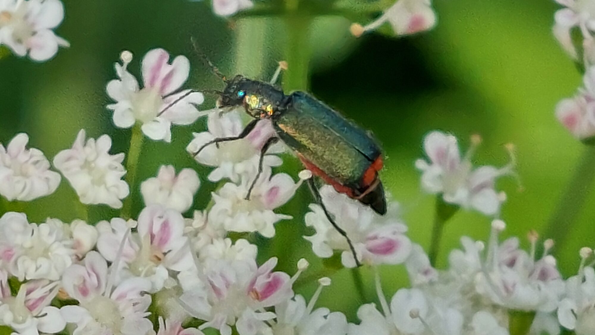 Valokuvaaja: Tarja Naukkarinen