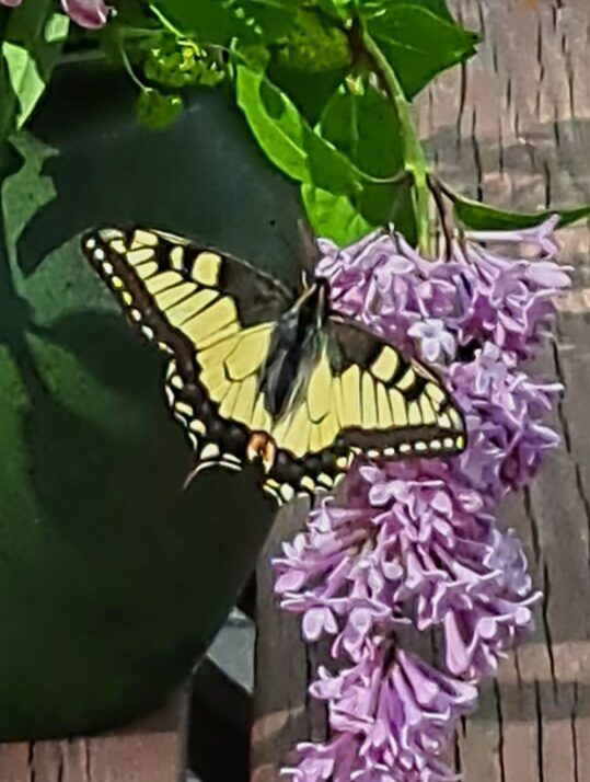 Valokuvaaja: Ulla Moilanen