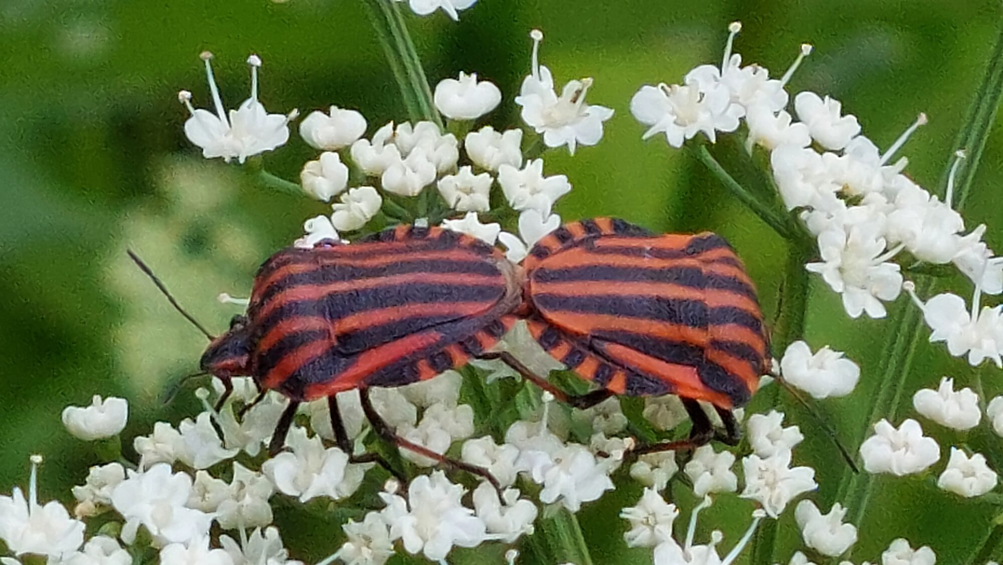 Valokuvaaja: Tarja Naukkarinen Valokuvaaja: Tarja Naukkarinen