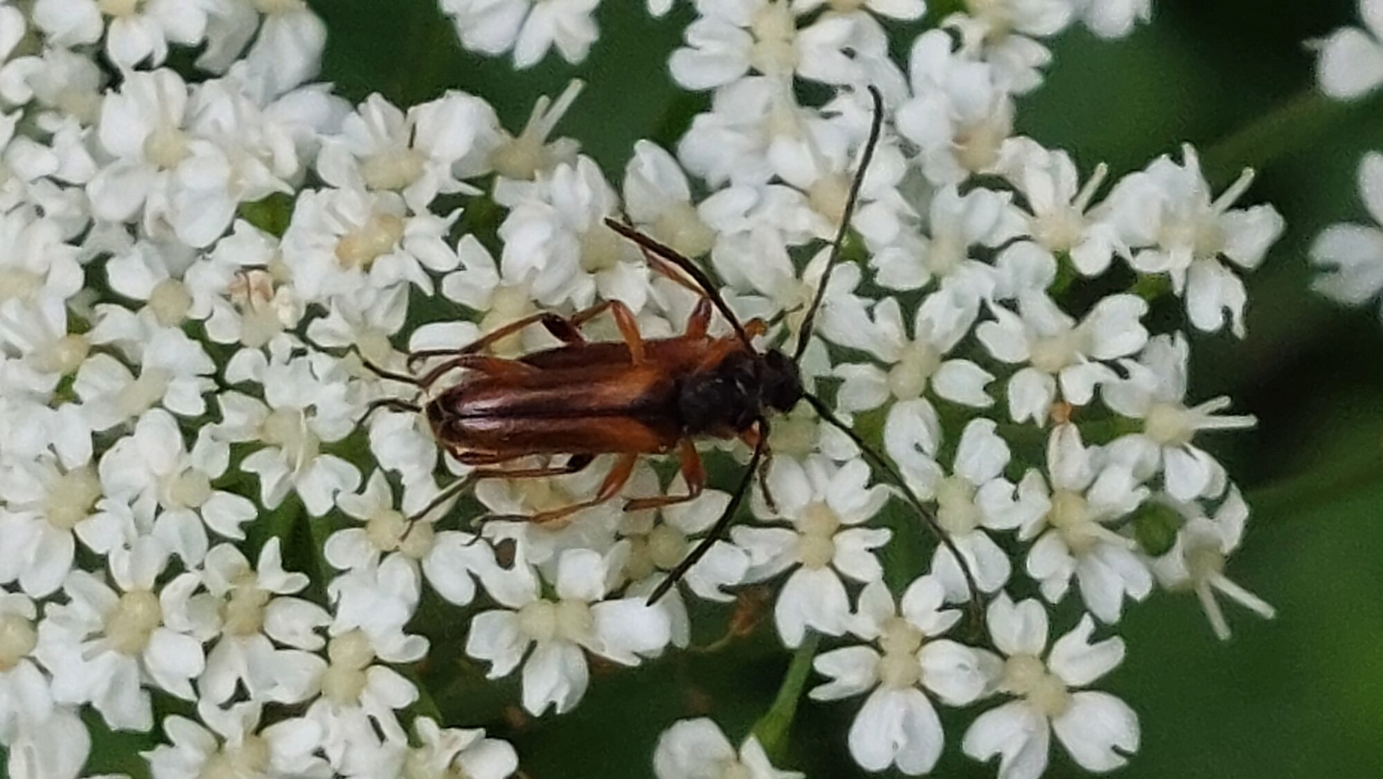 Valokuvaaja: Tarja Naukkarinen