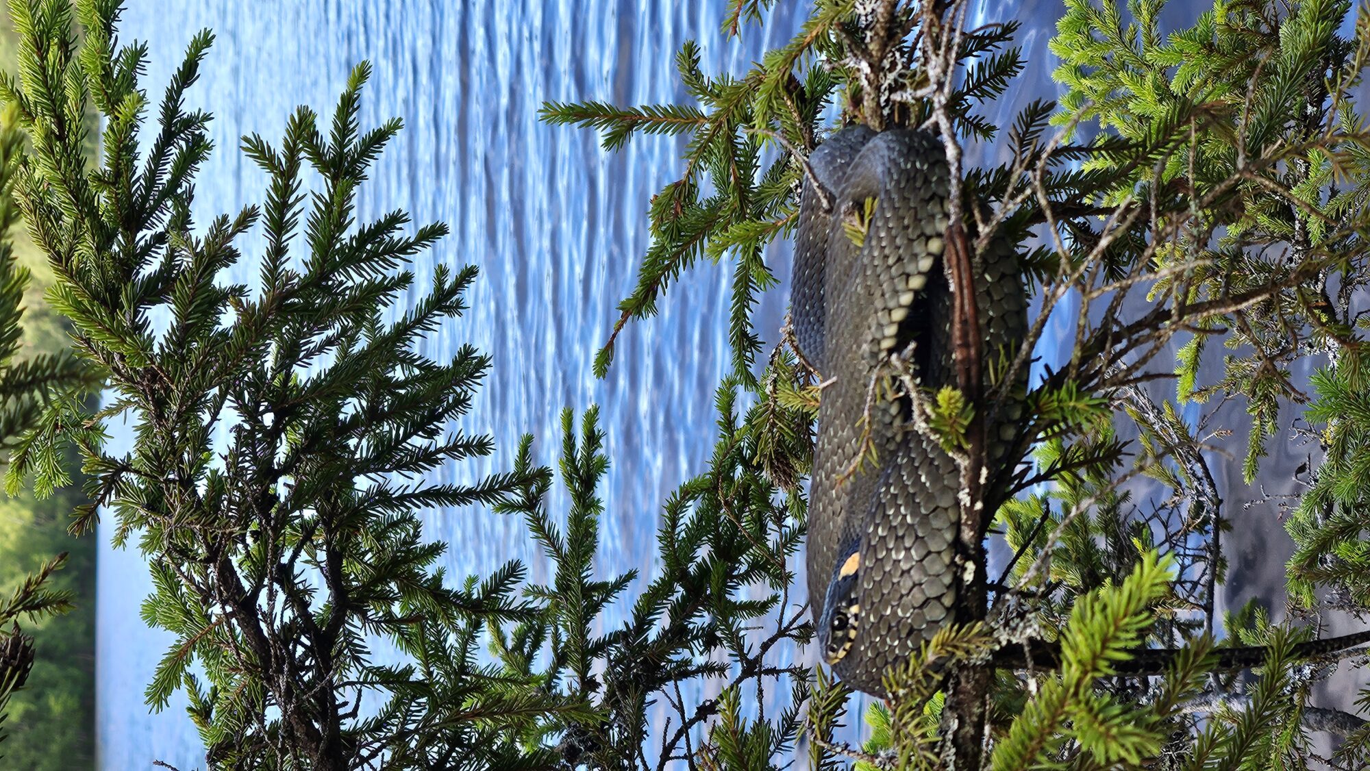 Valokuvaaja: Johannes Hidén Valokuvaaja: Johannes Hidén