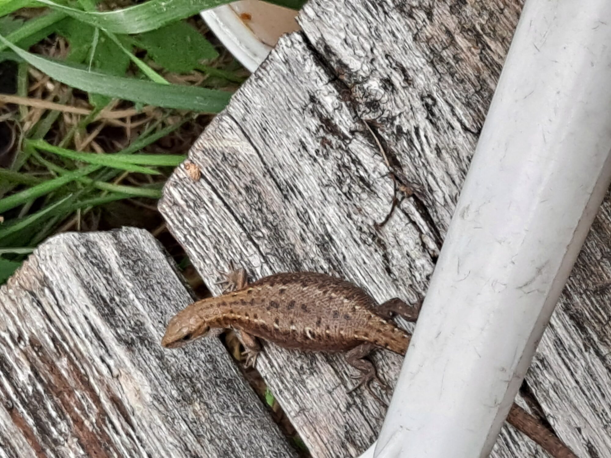 Valokuvaaja: Satu Suuntala