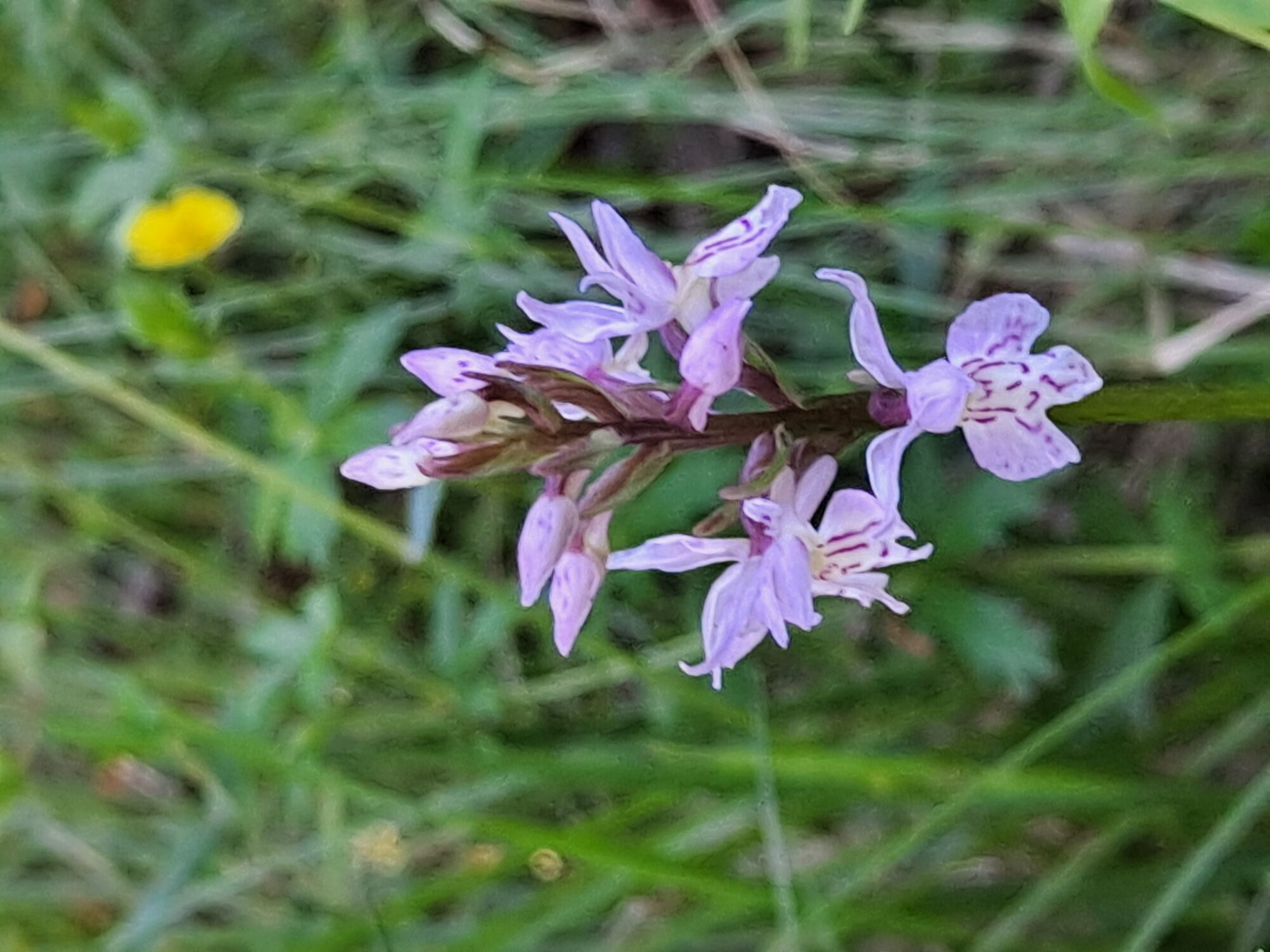 Valokuvaaja: Satu Suuntala