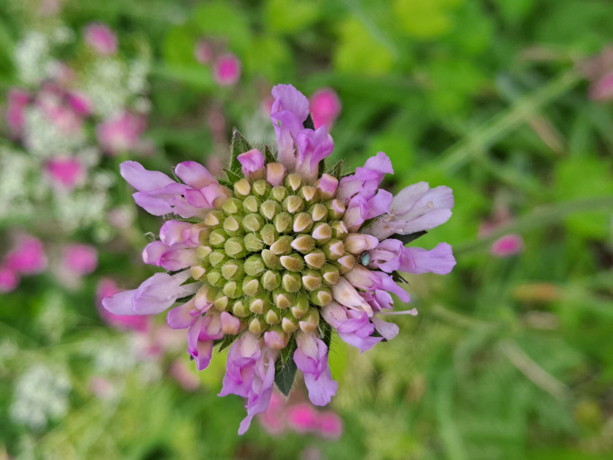 Valokuvaaja: Satu Suuntala