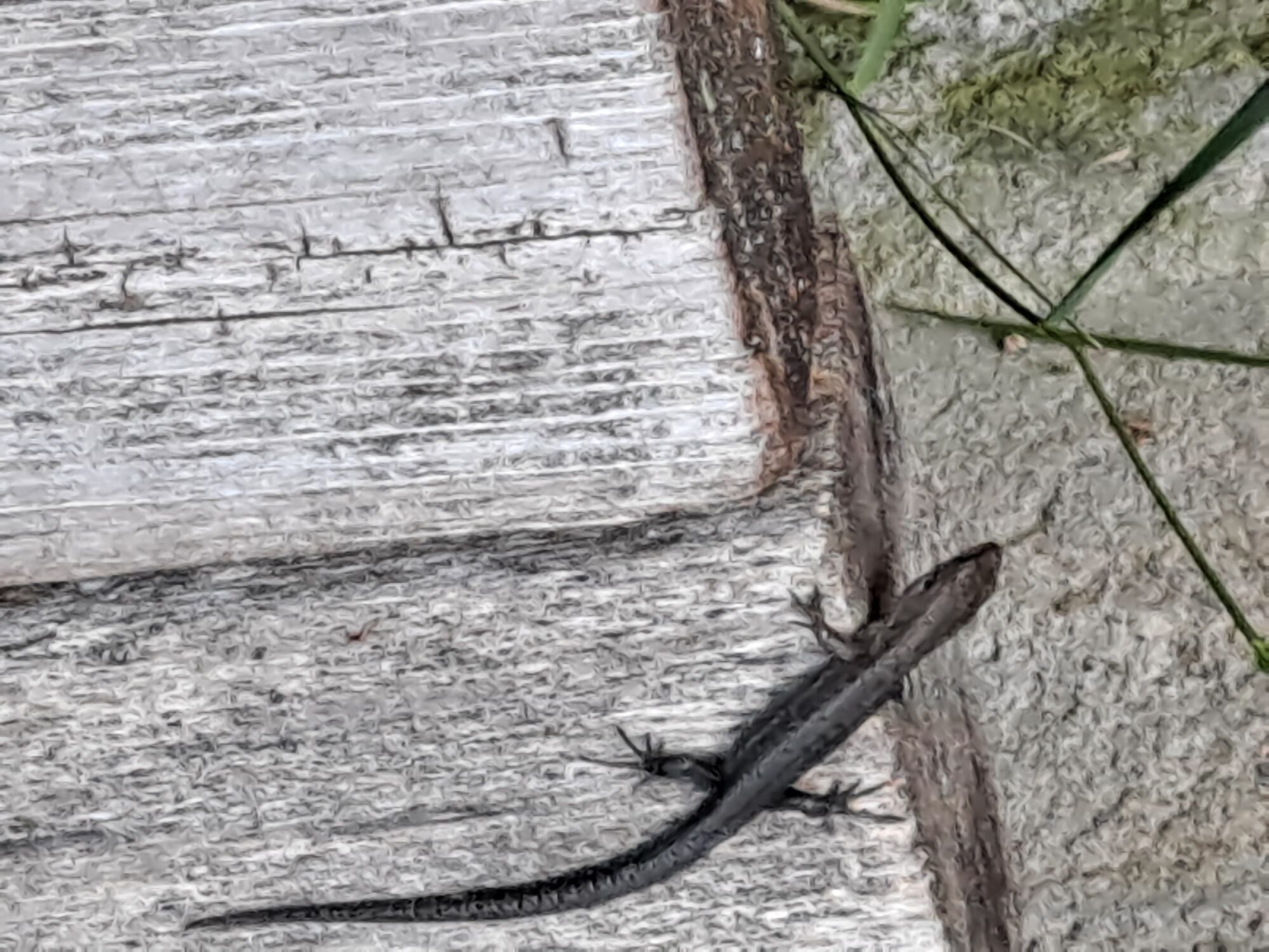 Valokuvaaja: Satu Suuntala