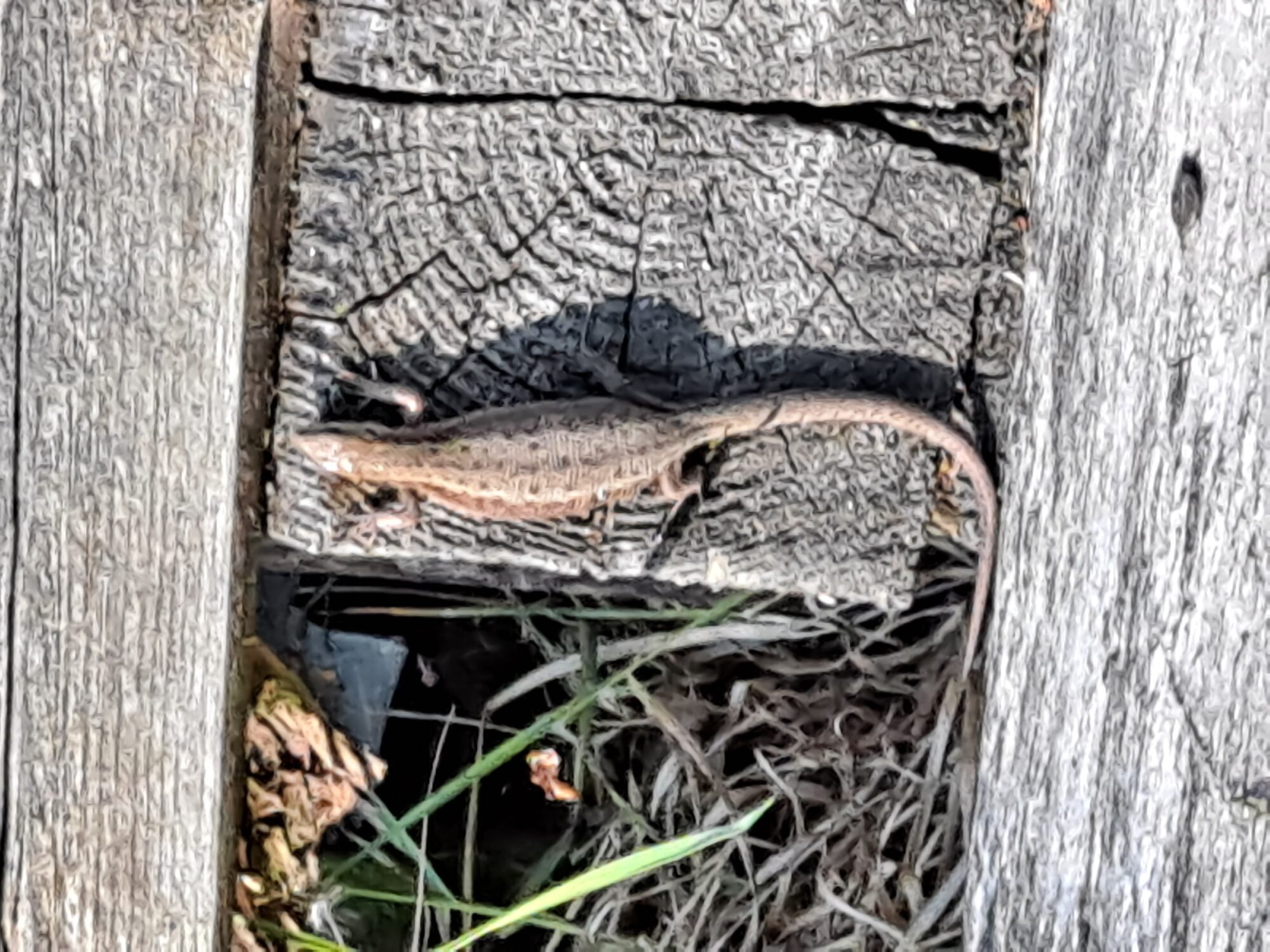 Valokuvaaja: Satu Suuntala