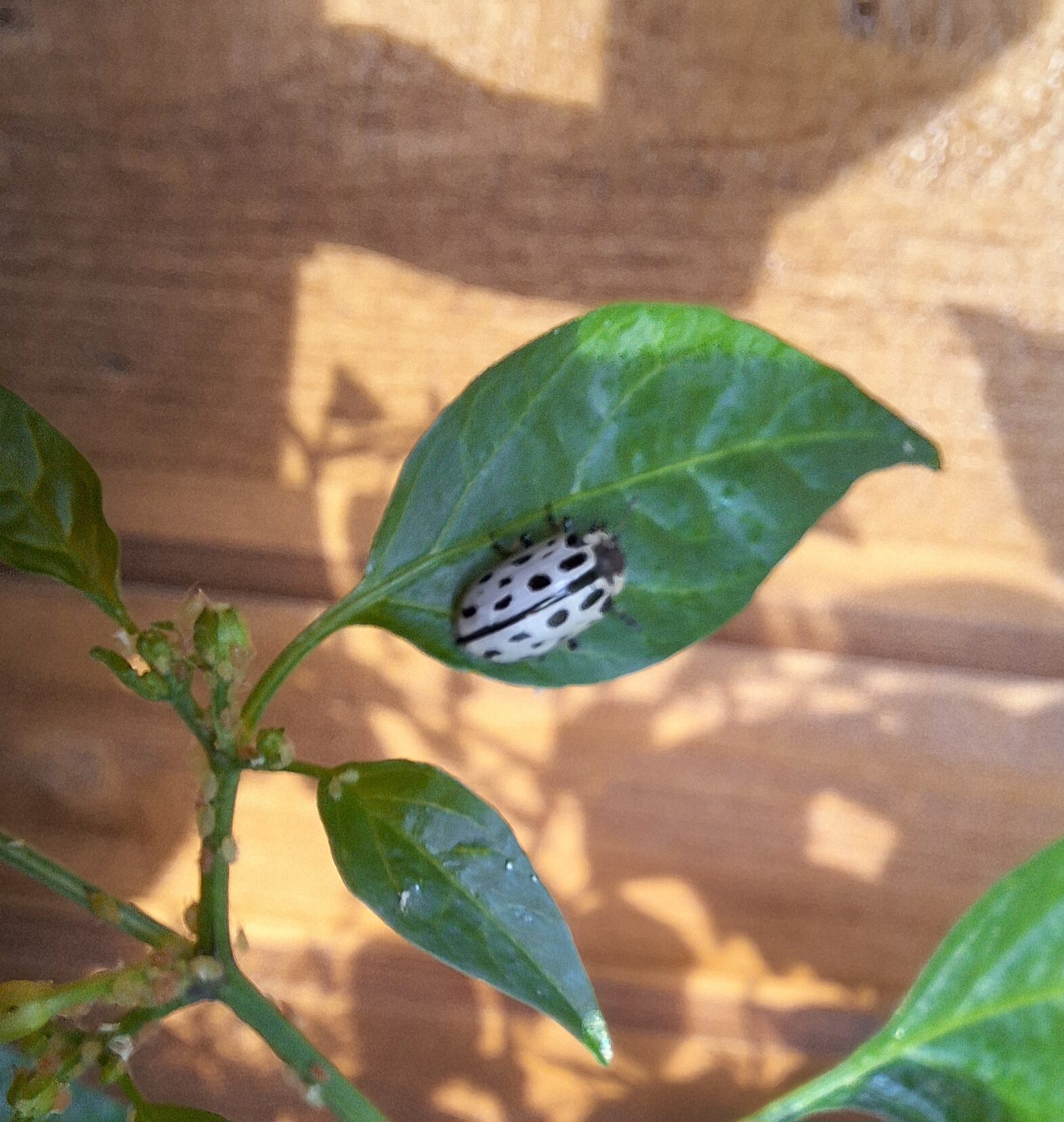 Valokuvaaja: Sylvi Poikonen