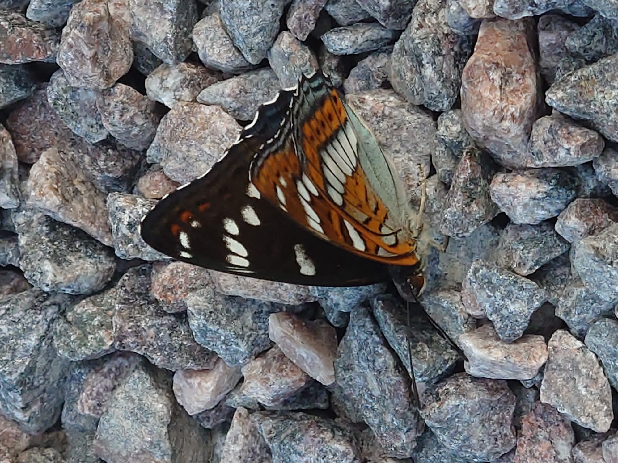 Valokuvaaja: Jouni Roppola