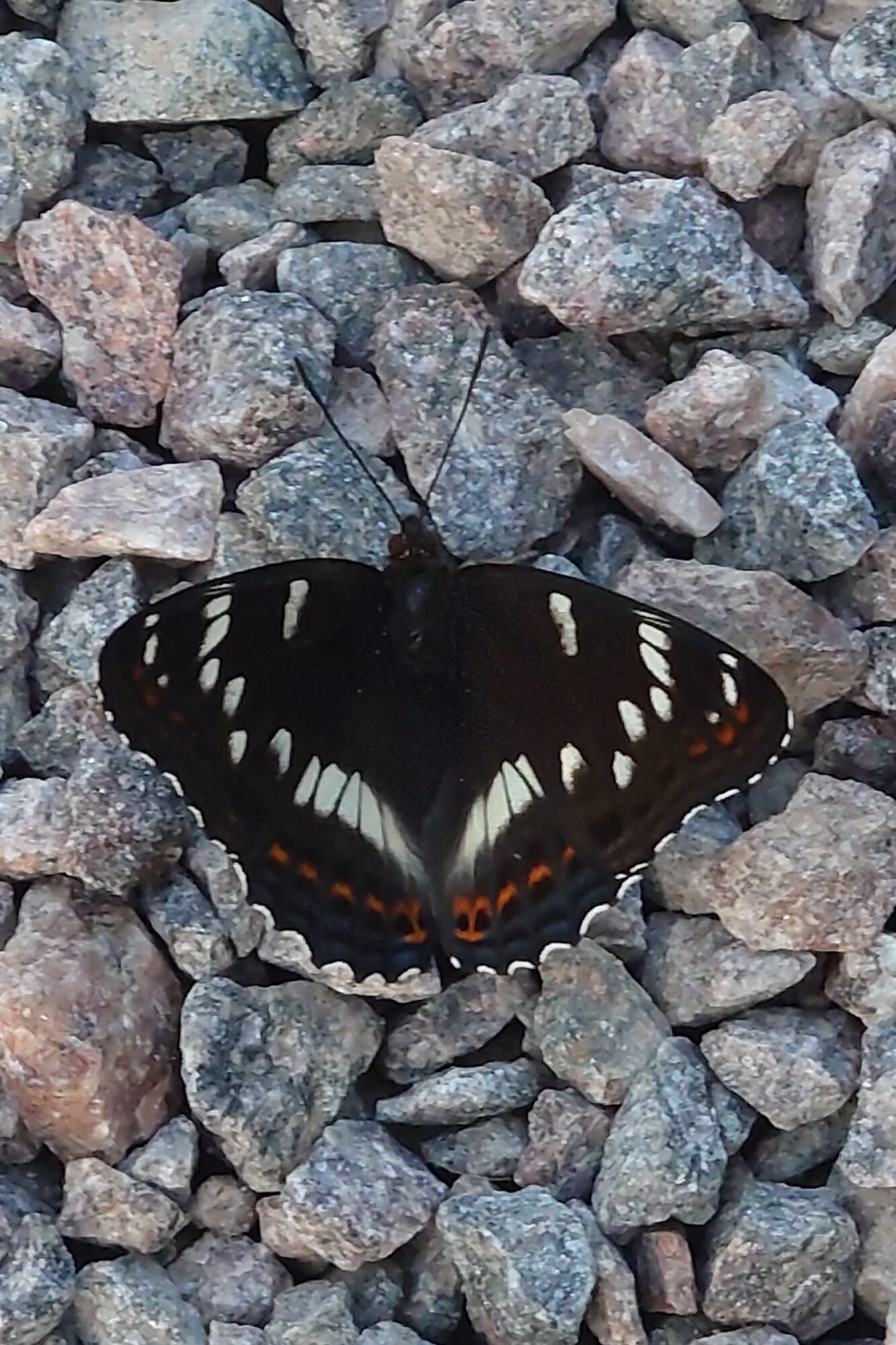 Valokuvaaja: Jouni Roppola