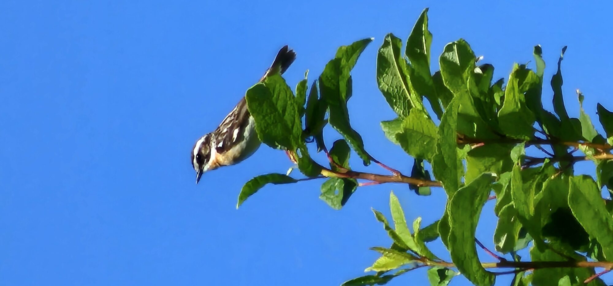 Valokuvaaja: Marja-Liisa Koskela-Lahtinen
