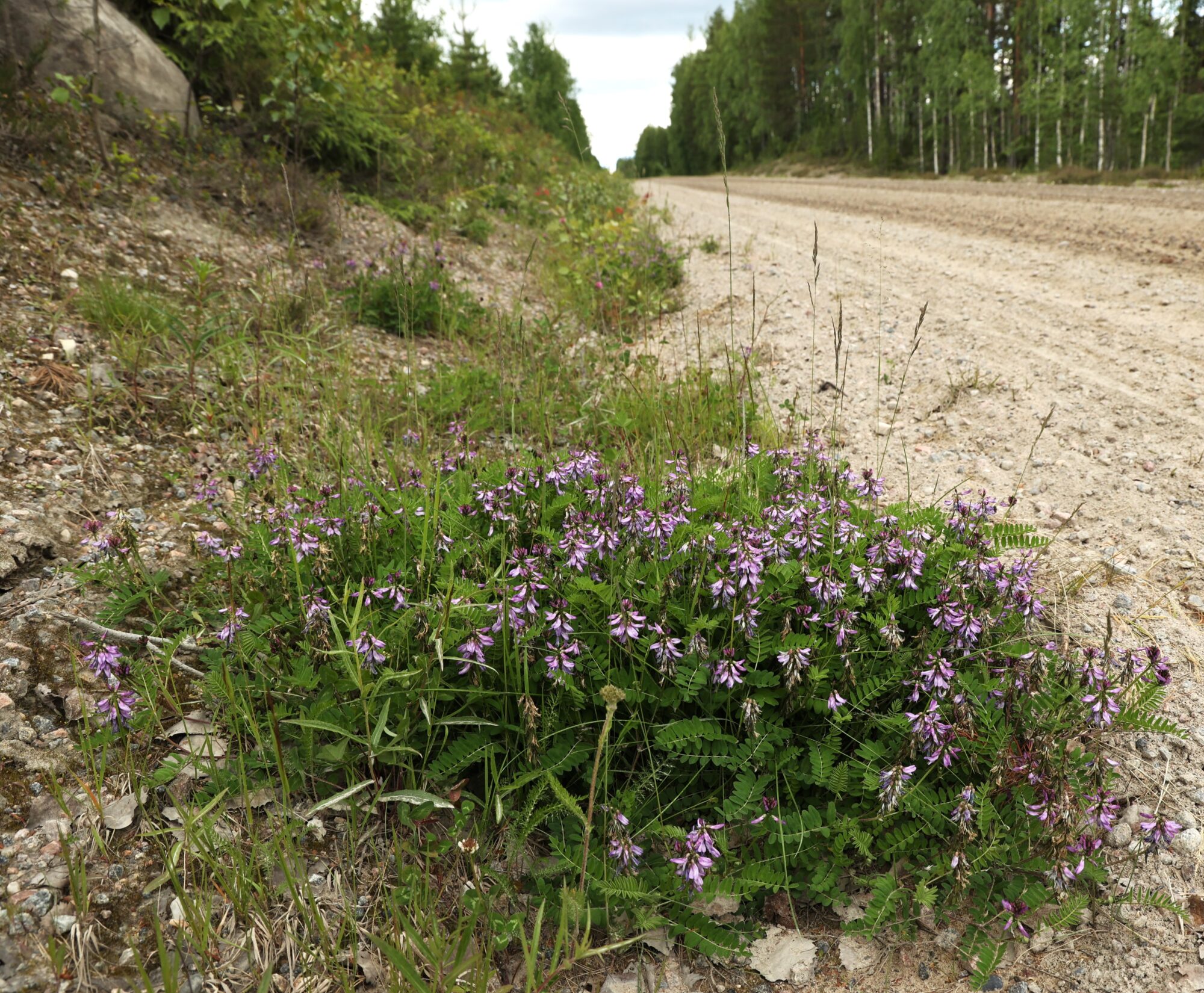 Valokuvaaja: Kaarina Heiskanen