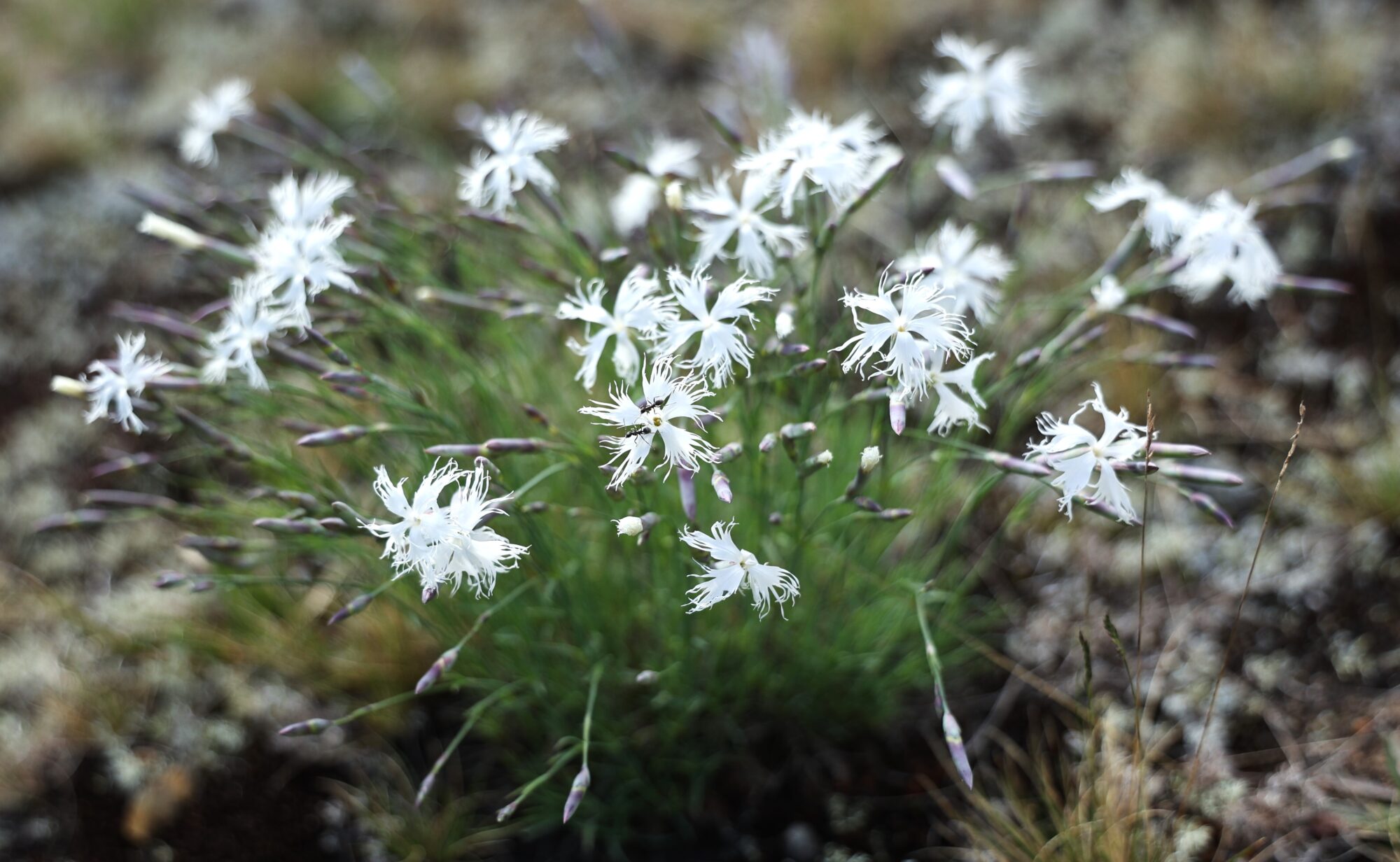 Valokuvaaja: Kaarina Heiskanen
