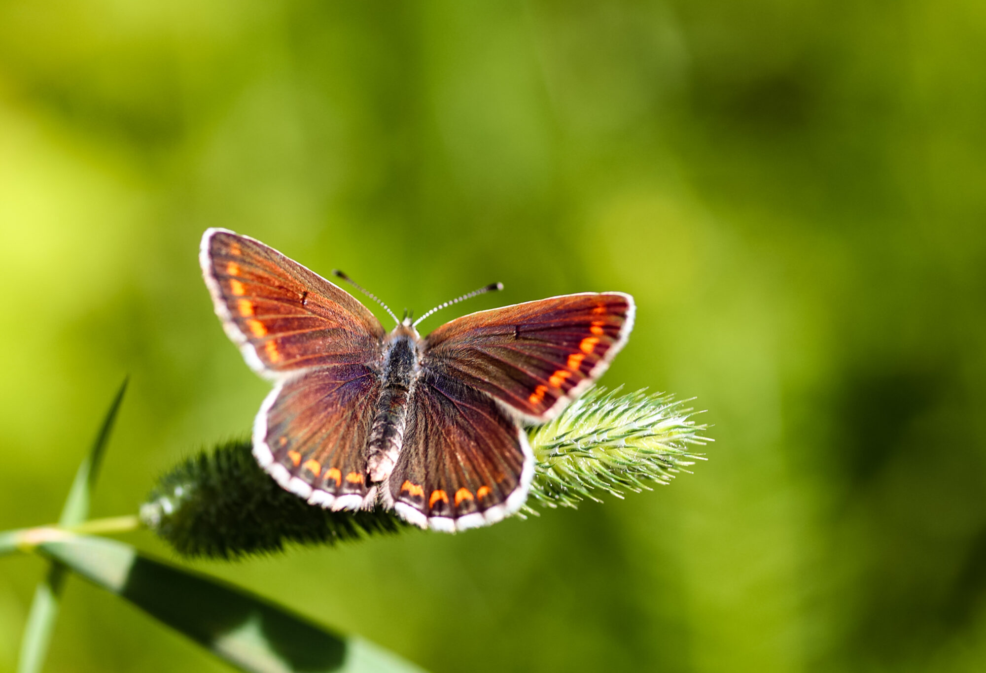 Valokuvaaja: Ali koivuniemi