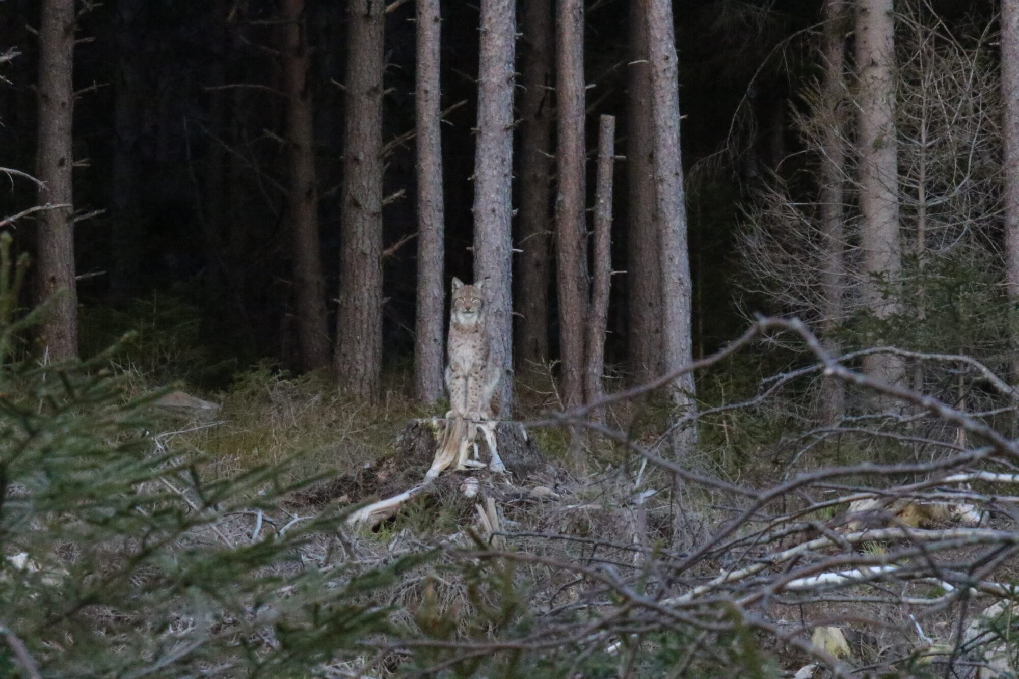 Valokuvaaja: Petri Nippala