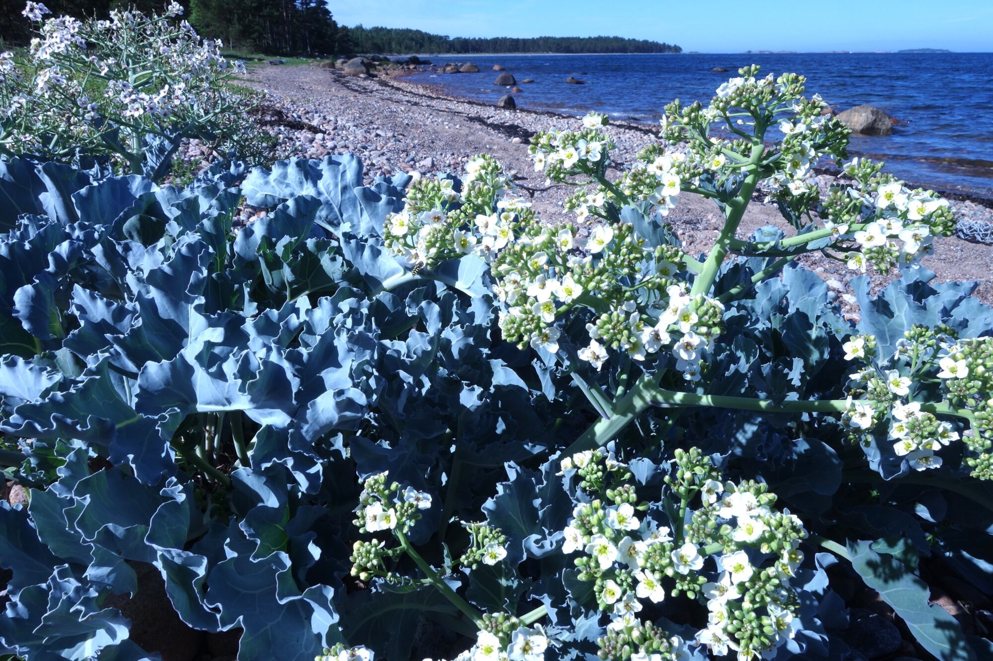 Valokuvaaja: Kaarina Heiskanen