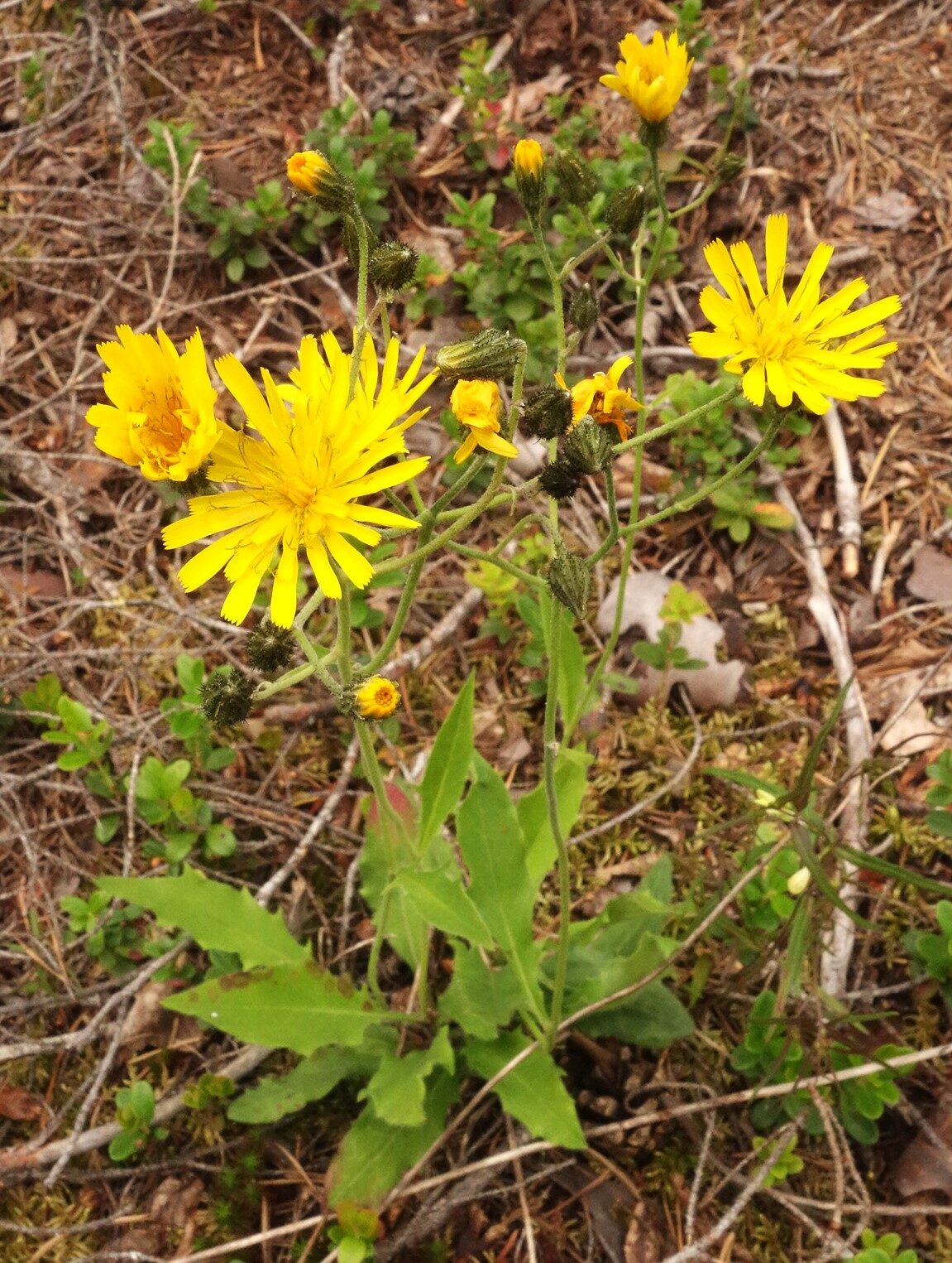 Valokuvaaja: Kaarina Heiskanen