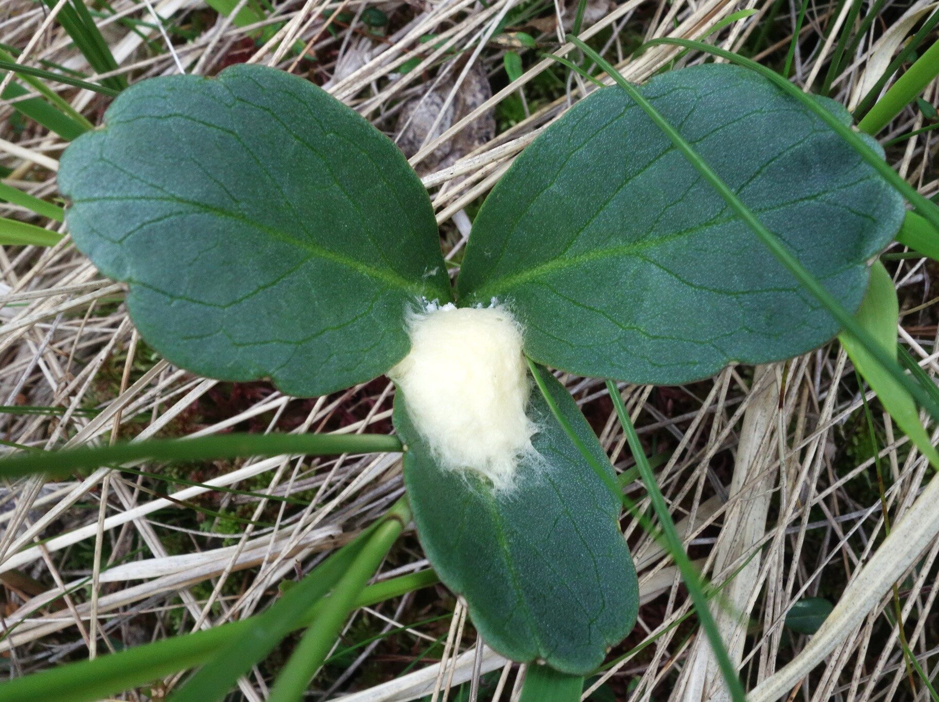 Valokuvaaja: Kaarina Heiskanen Valokuvaaja: Kaarina Heiskanen