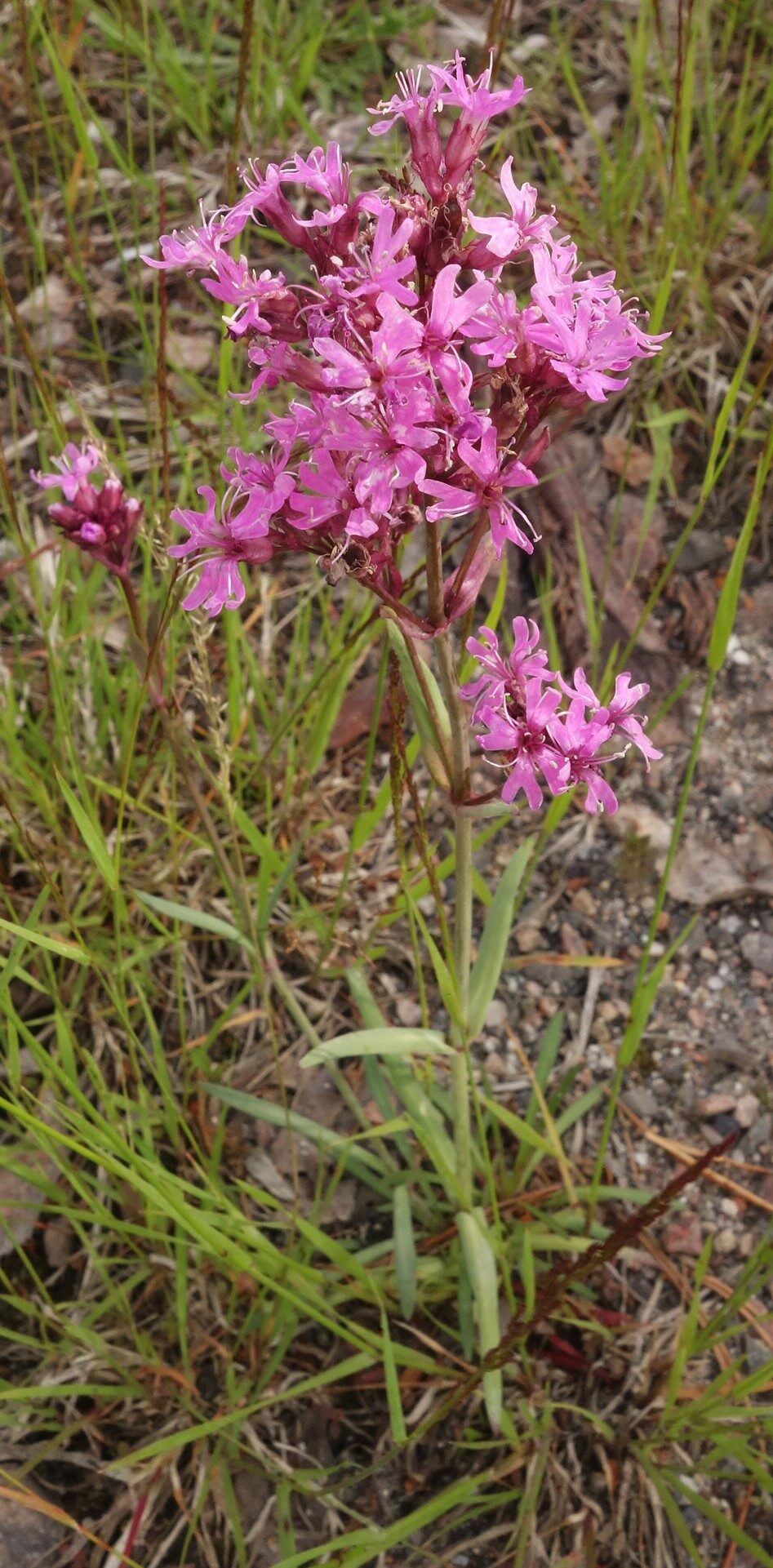 Valokuvaaja: Kaarina Heiskanen