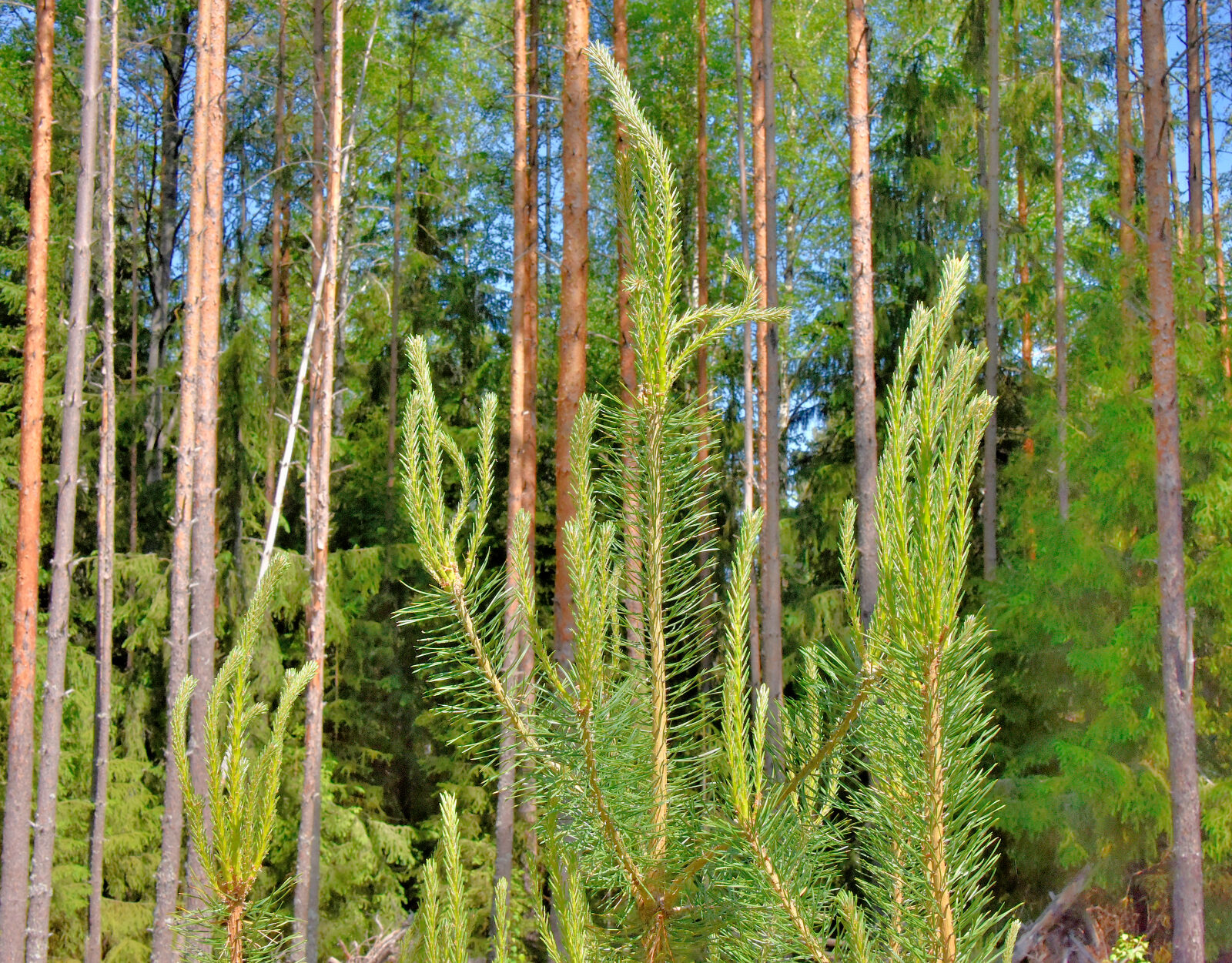 Valokuvaaja: Reijo Juurinen