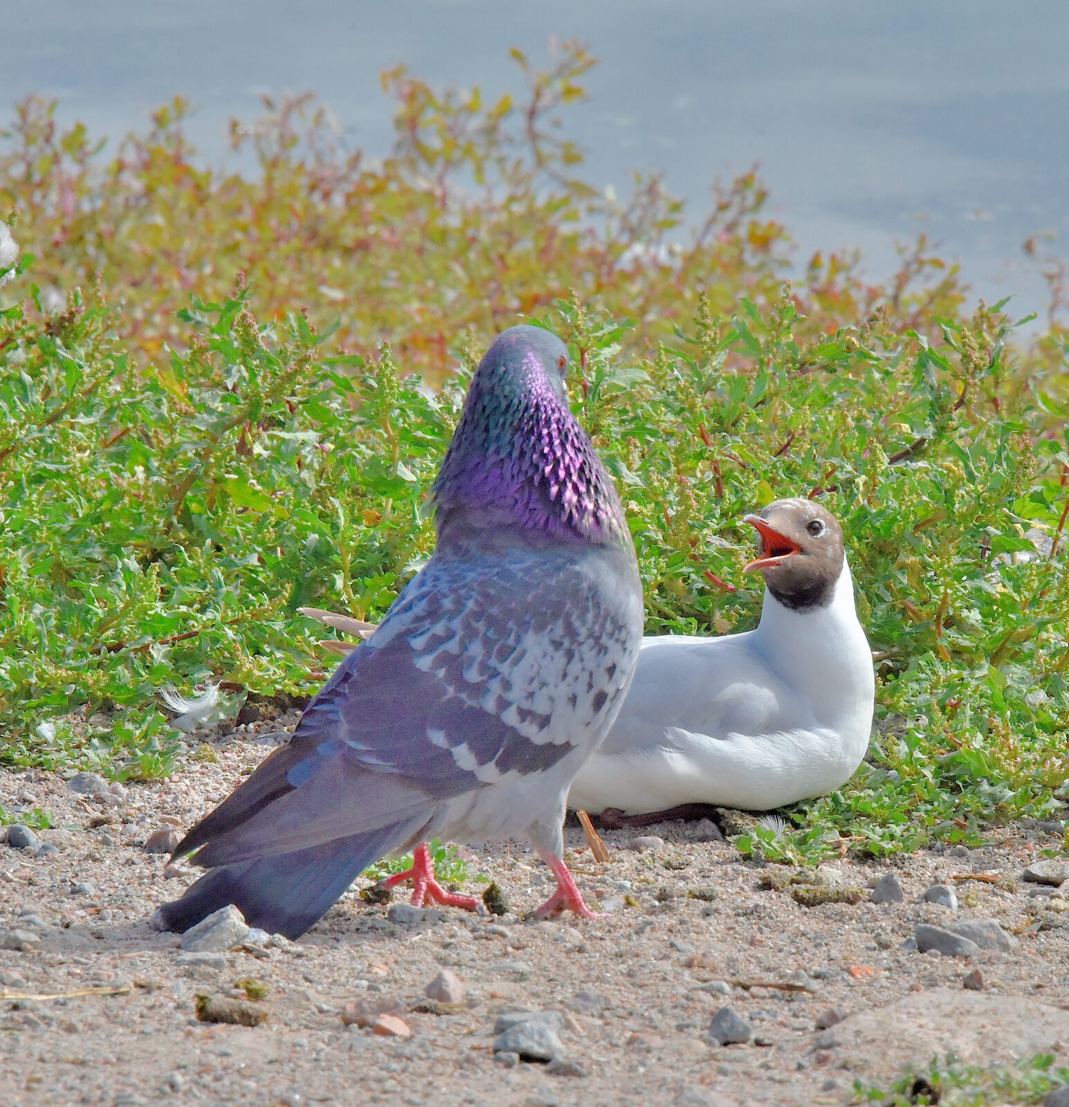 Valokuvaaja: Reijo Juurinen