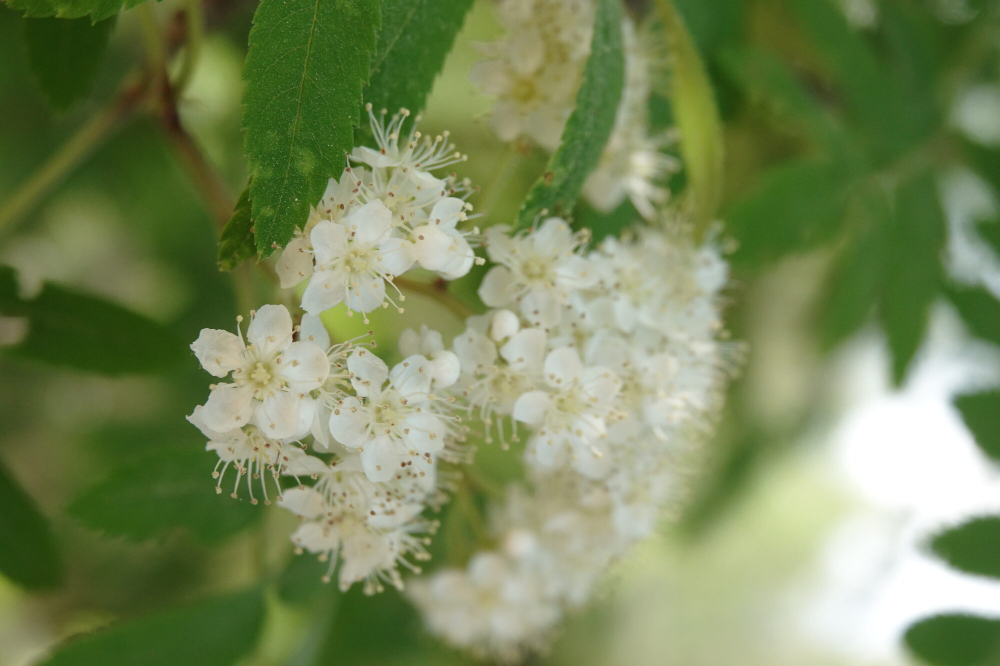Valokuvaaja: Jenna Pitkänen