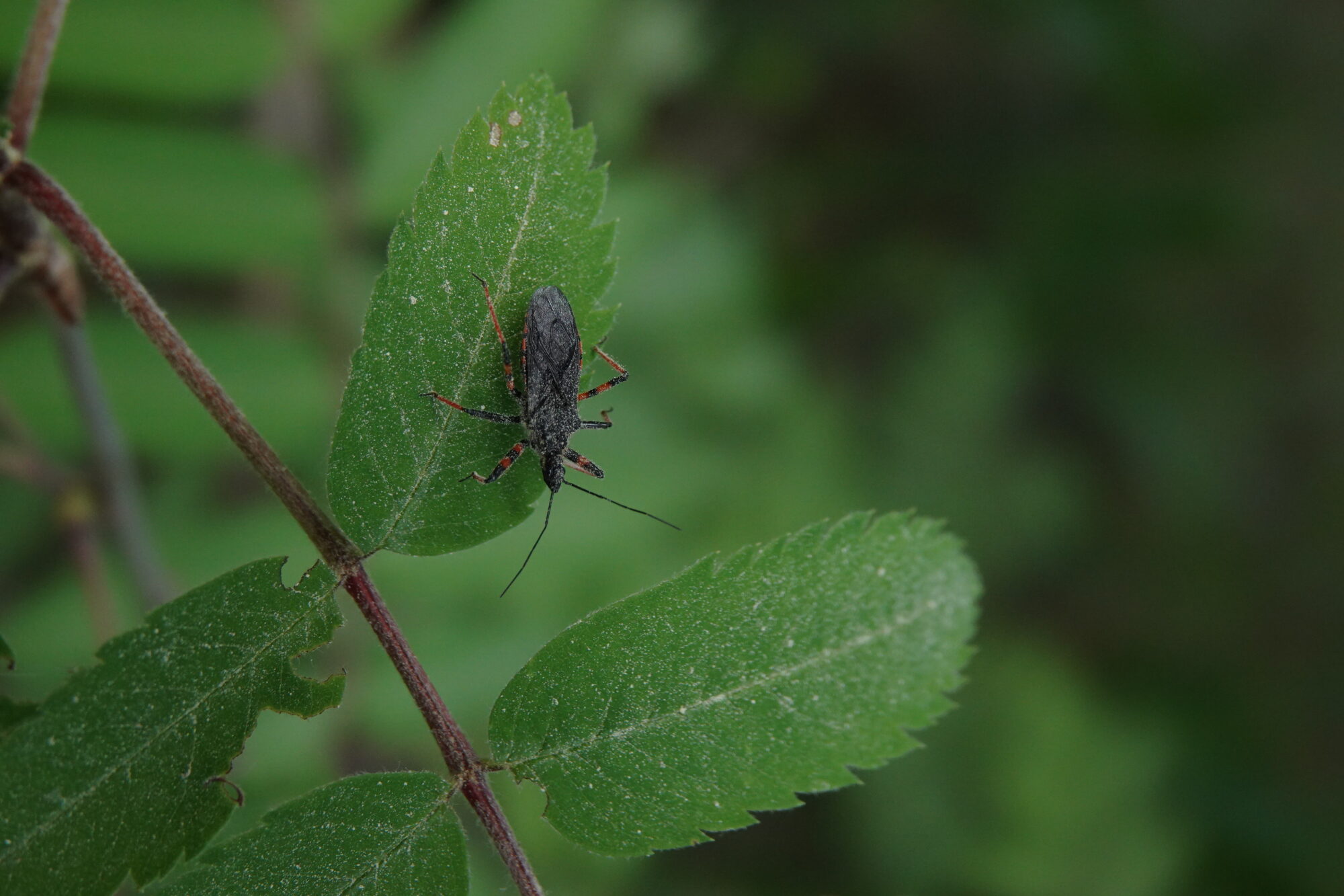 Valokuvaaja: Jenna Pitkänen