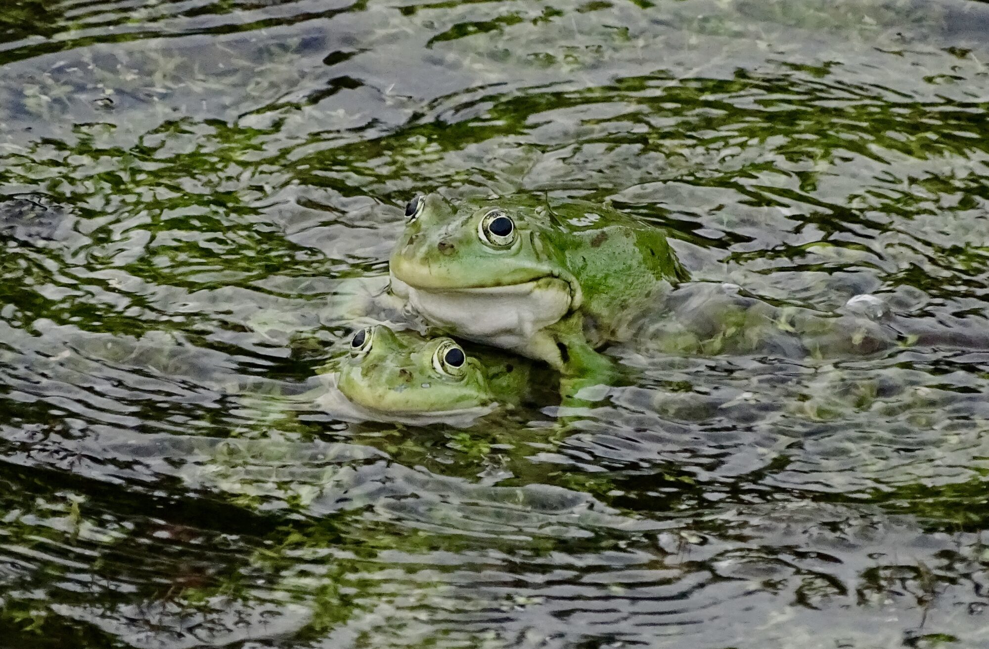 Valokuvaaja: Juhani Peltonen