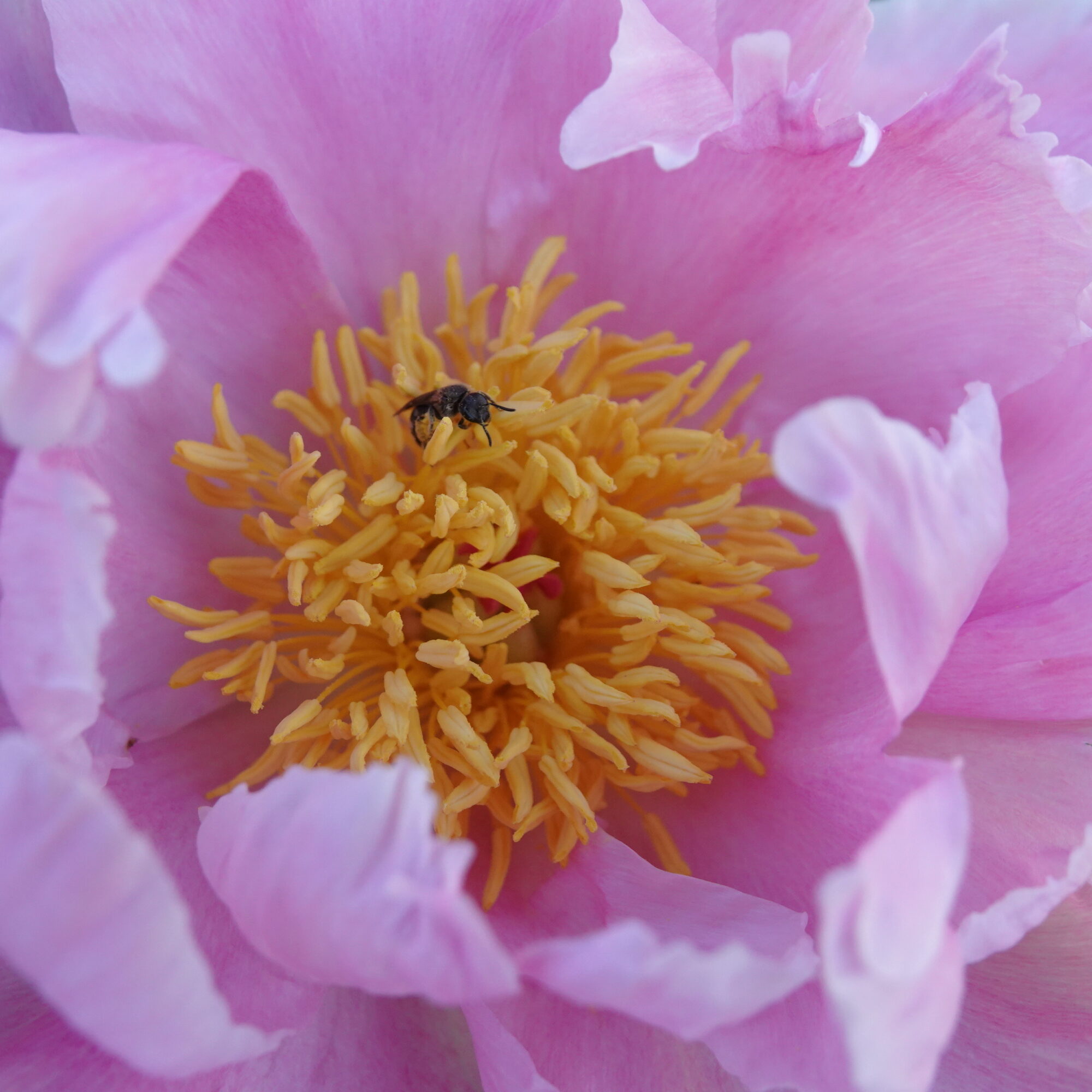 Valokuvaaja: Jenna Pitkänen