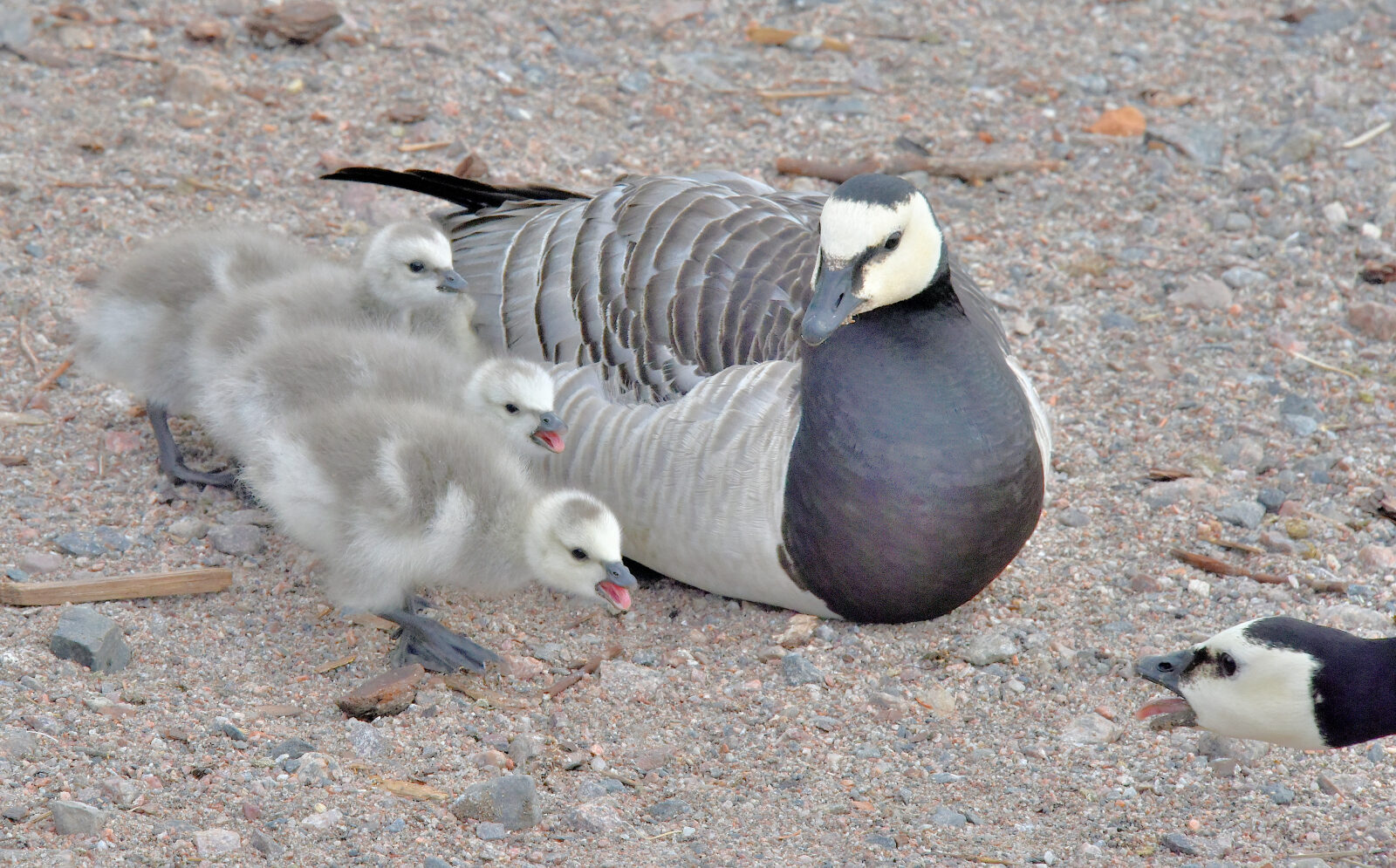 Valokuvaaja: Reijo Juurinen