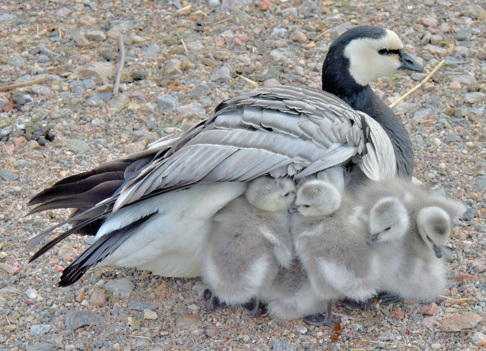 Valokuvaaja: Reijo Juurinen Valokuvaaja: Reijo Juurinen