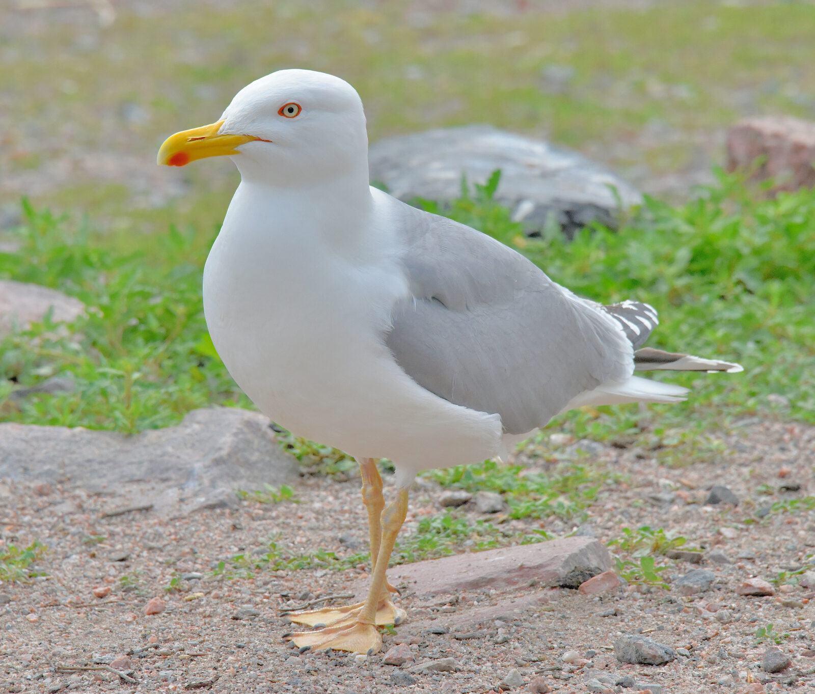 Valokuvaaja: Reijo Juurinen