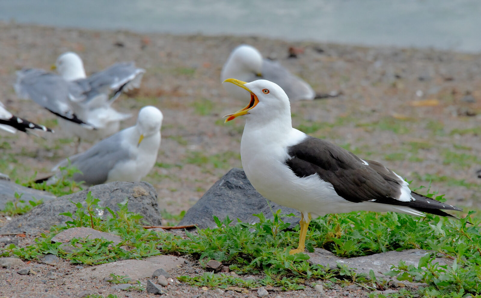Valokuvaaja: Reijo Juurinen