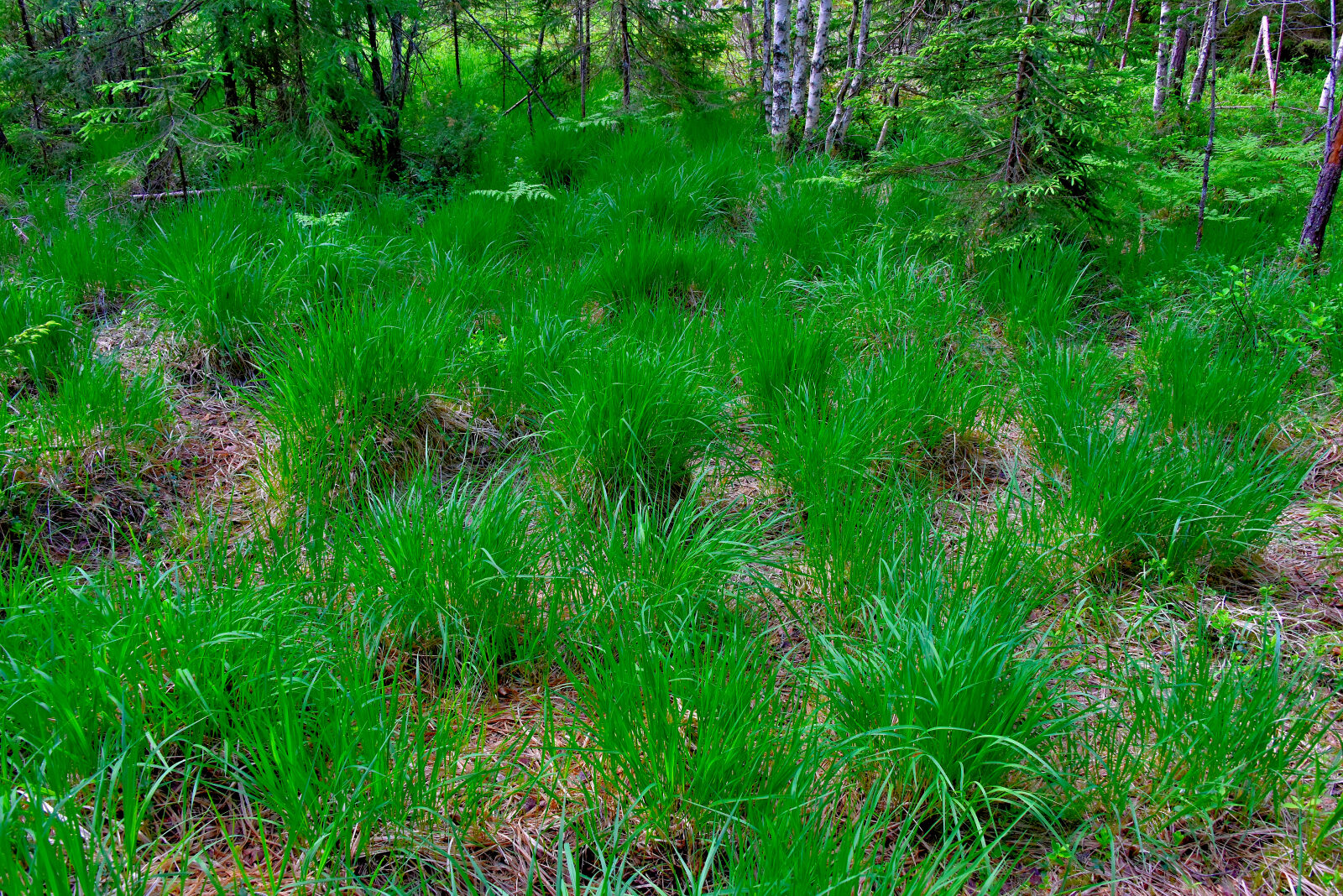 Valokuvaaja: Reijo Juurinen Valokuvaaja: Reijo Juurinen