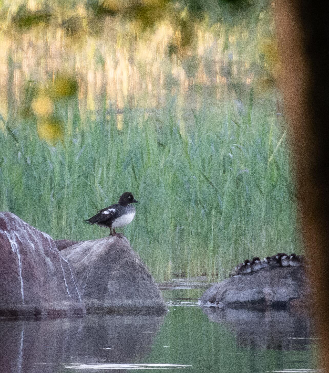 Valokuvaaja: Tuula Komsi