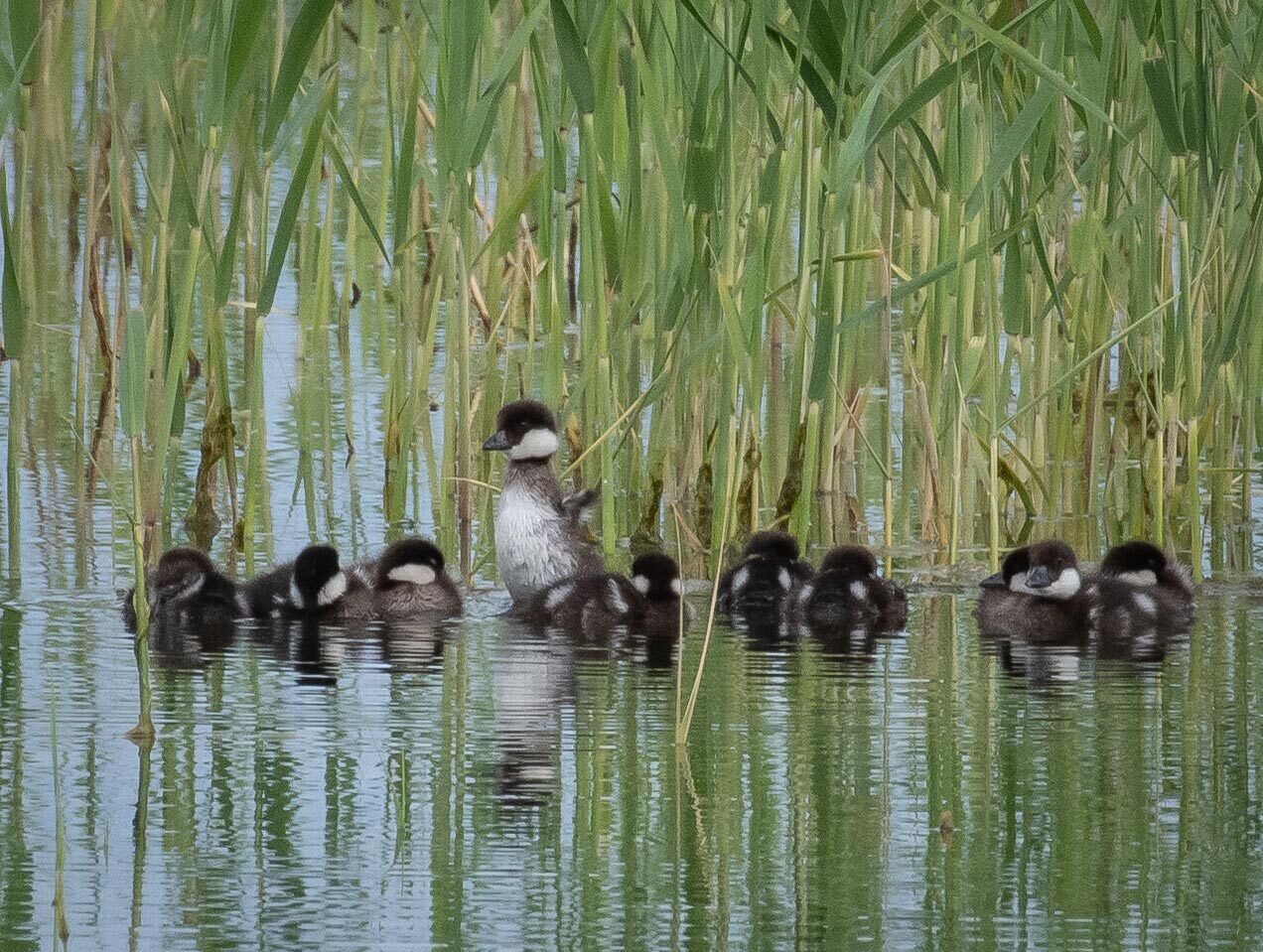 Valokuvaaja: Tuula Komsi