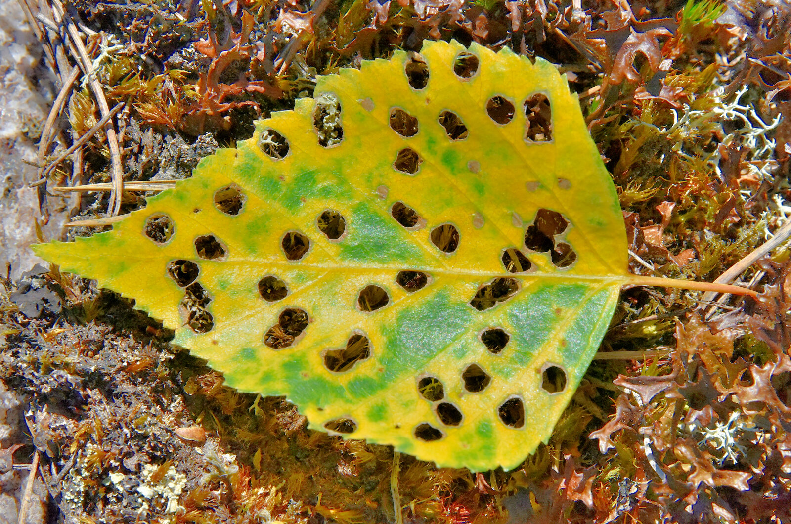 Valokuvaaja: Reijo Juurinen