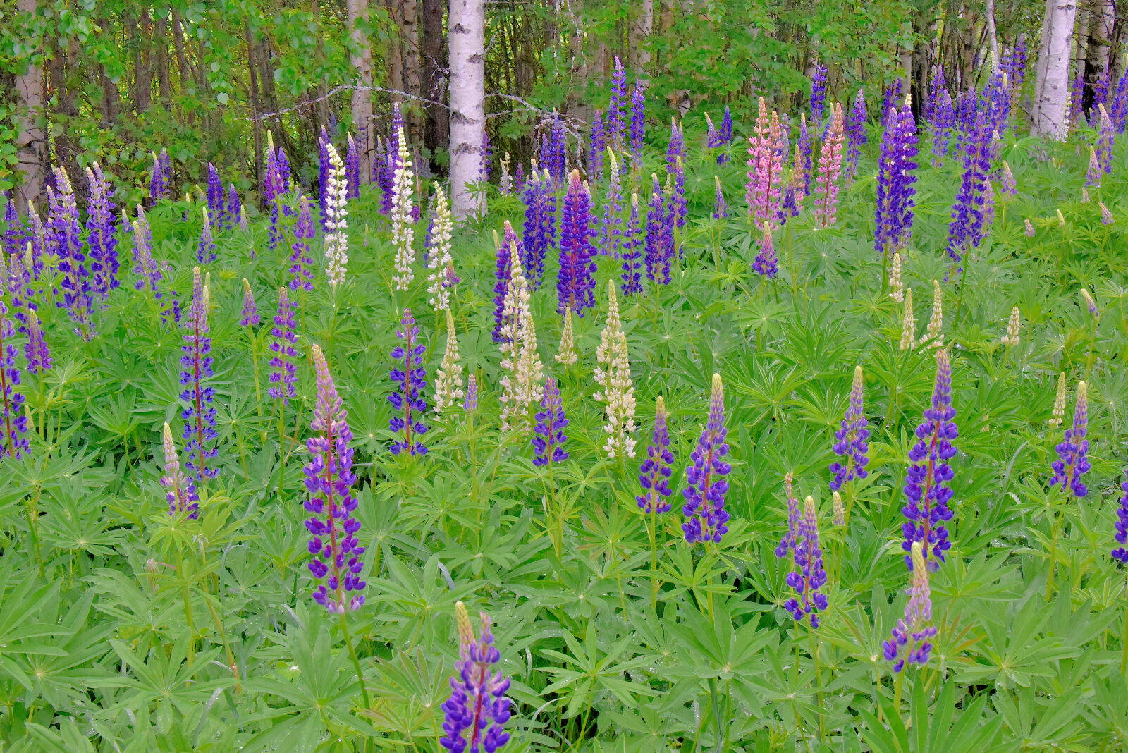 Valokuvaaja: Reijo Juurinen