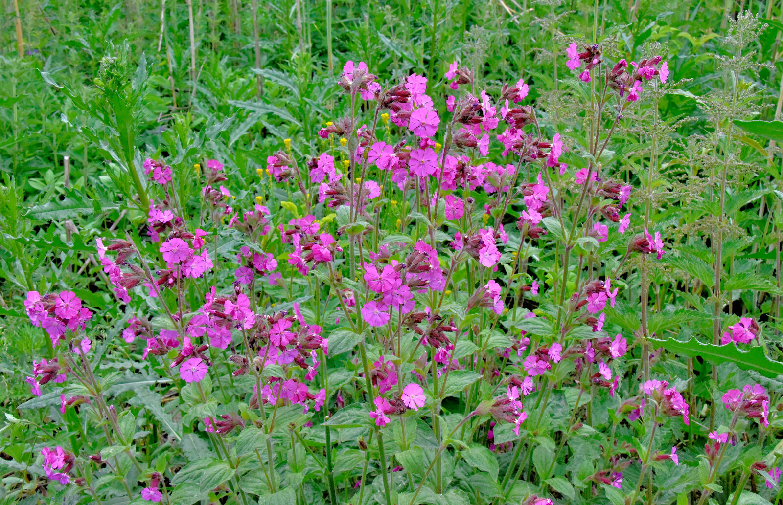 Valokuvaaja: Reijo Juurinen Valokuvaaja: Reijo Juurinen
