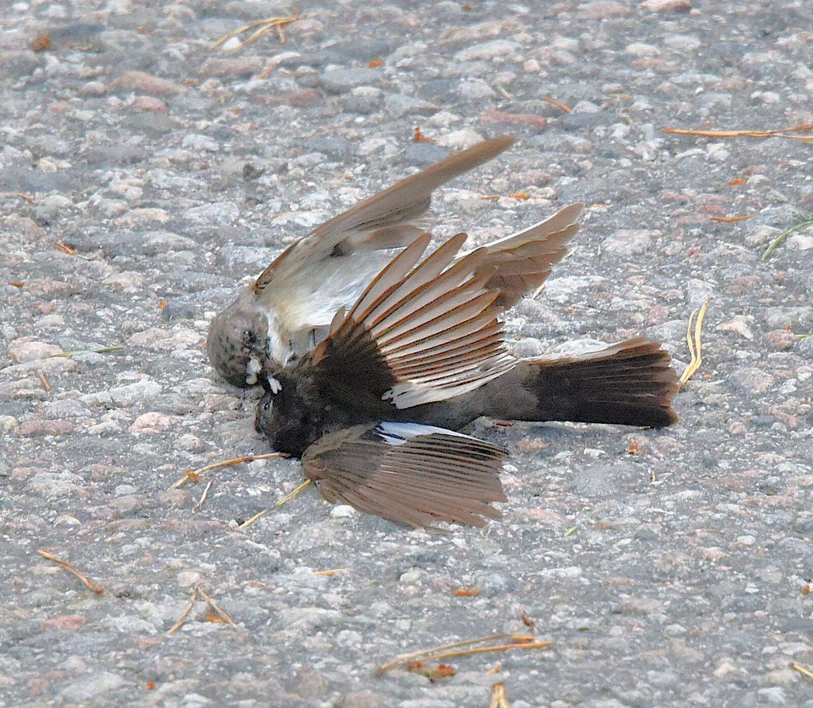 Valokuvaaja: Reijo Juurinen