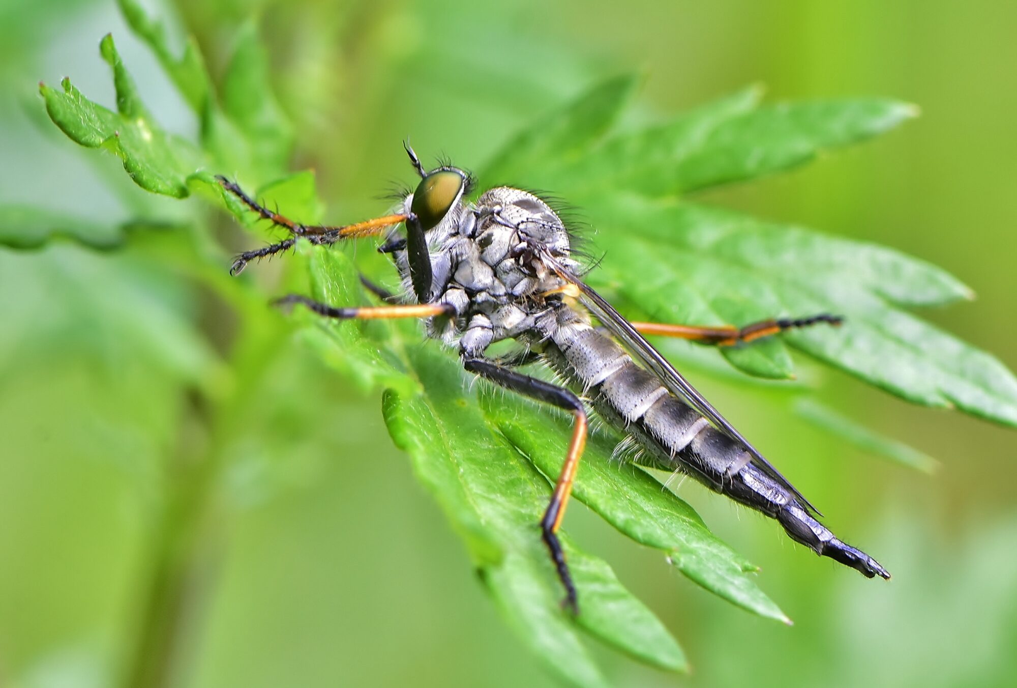 Valokuvaaja: Markku Pelkonen Valokuvaaja: Markku Pelkonen