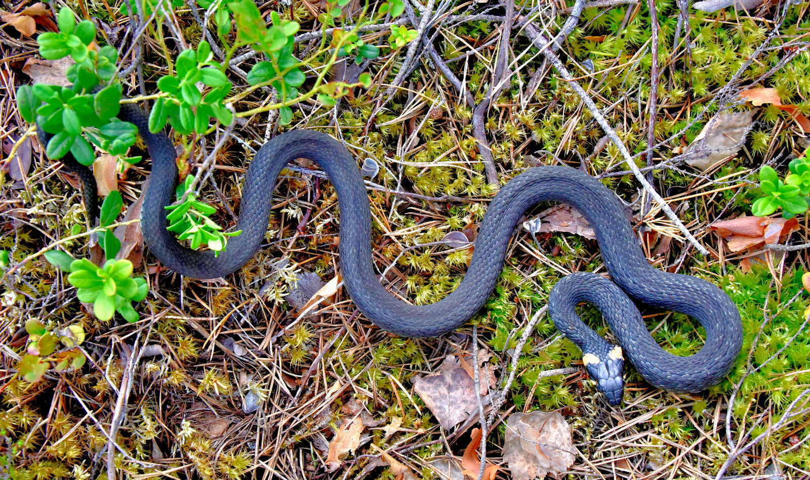 Valokuvaaja: Reijo Juurinen