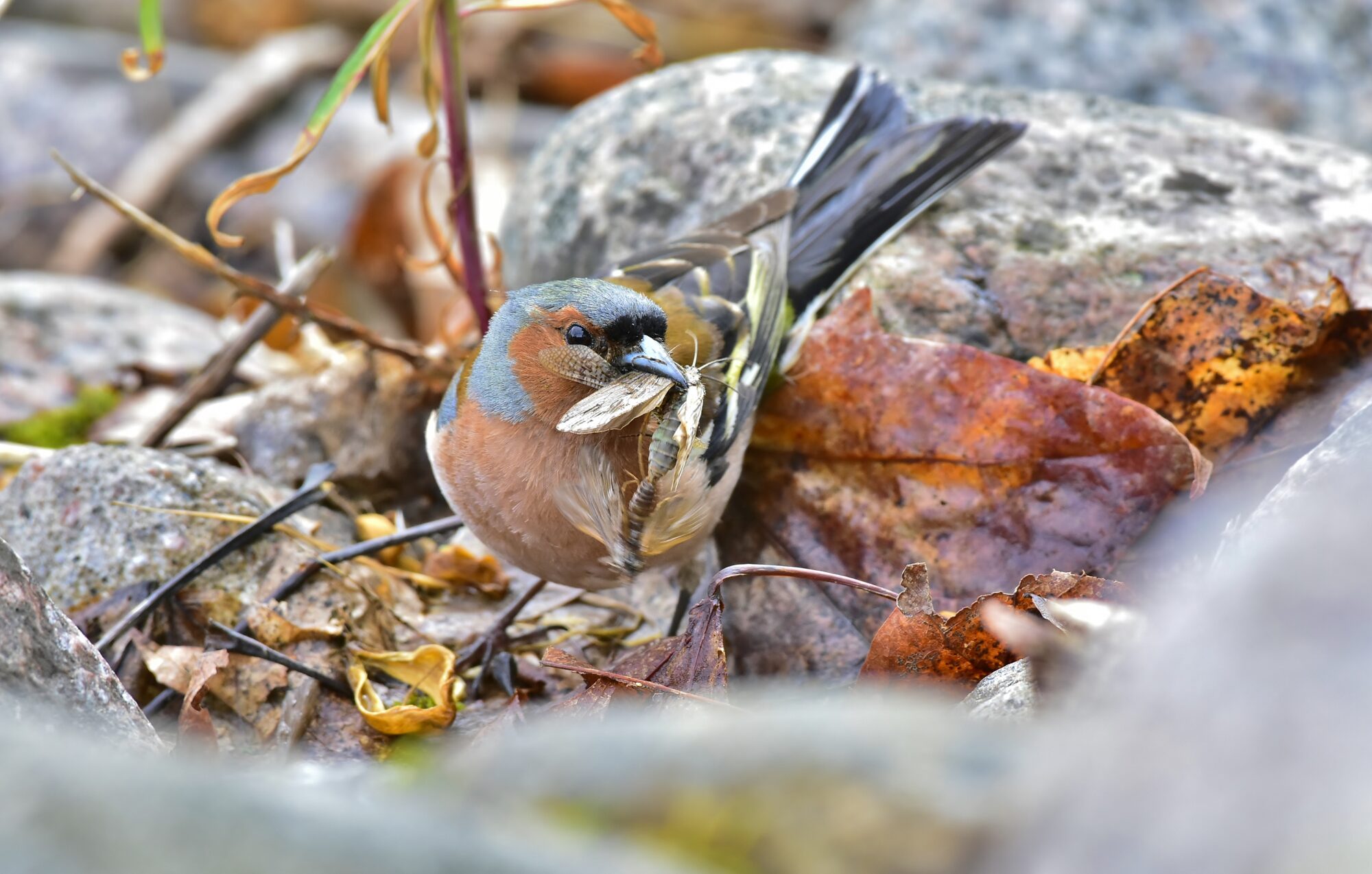 Valokuvaaja: Markku Pelkonen