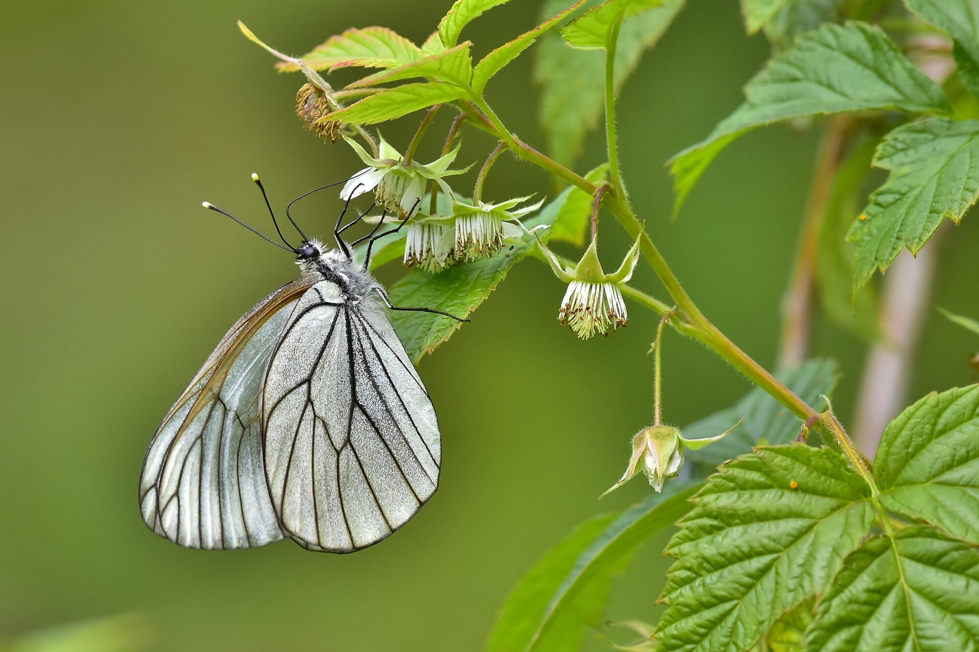 Valokuvaaja: Markku Pelkonen