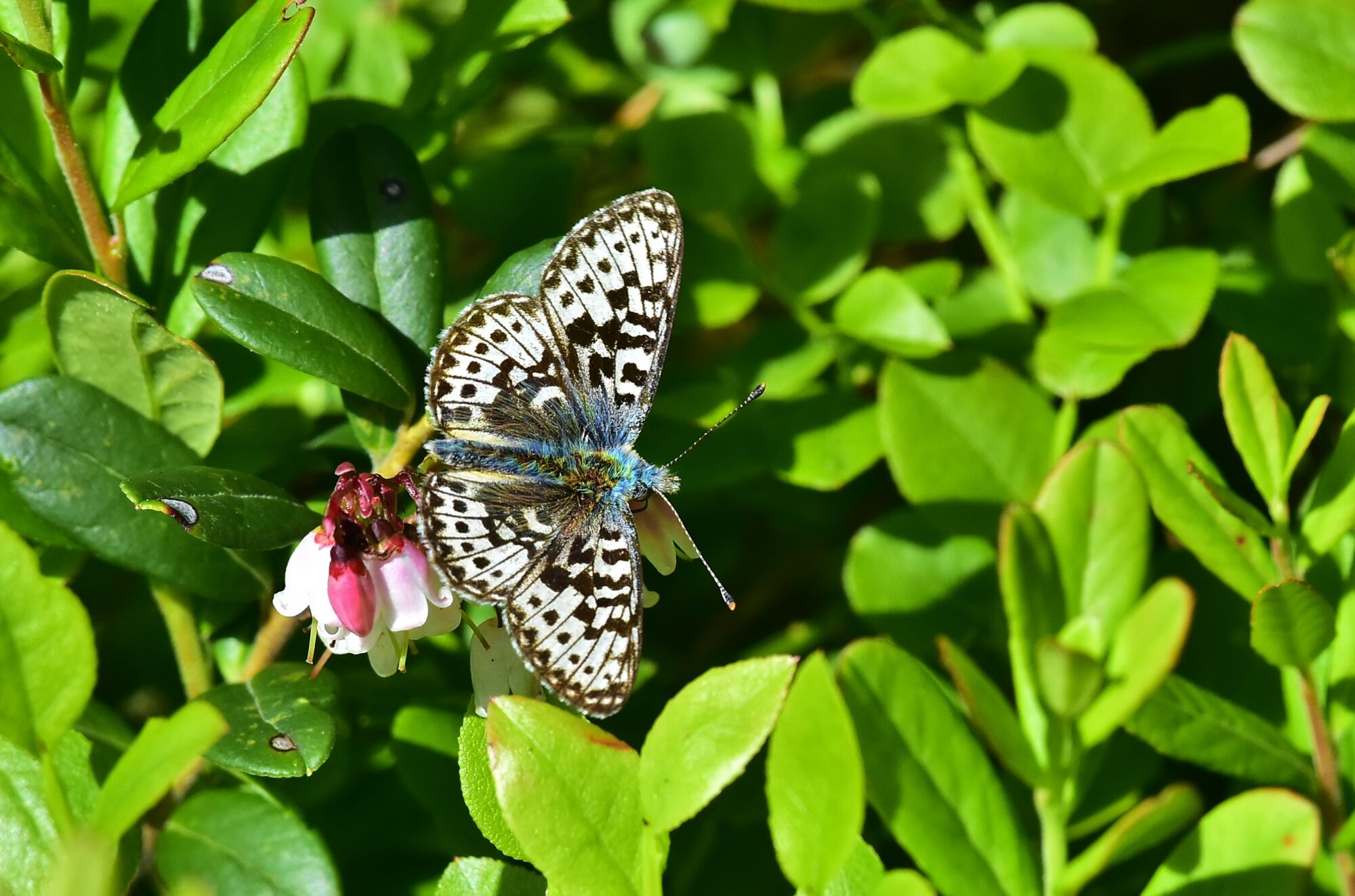 Valokuvaaja: Markku Pelkonen