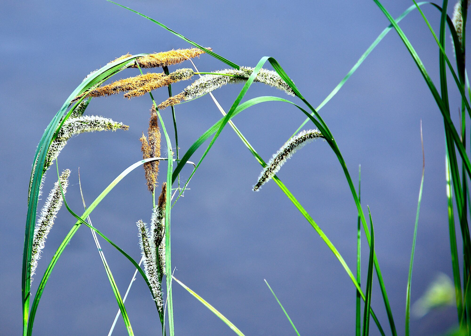 Valokuvaaja: Lasse Rokka