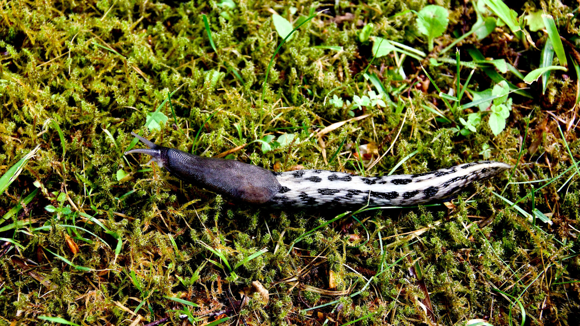 Valokuvaaja: Lasse Rokka