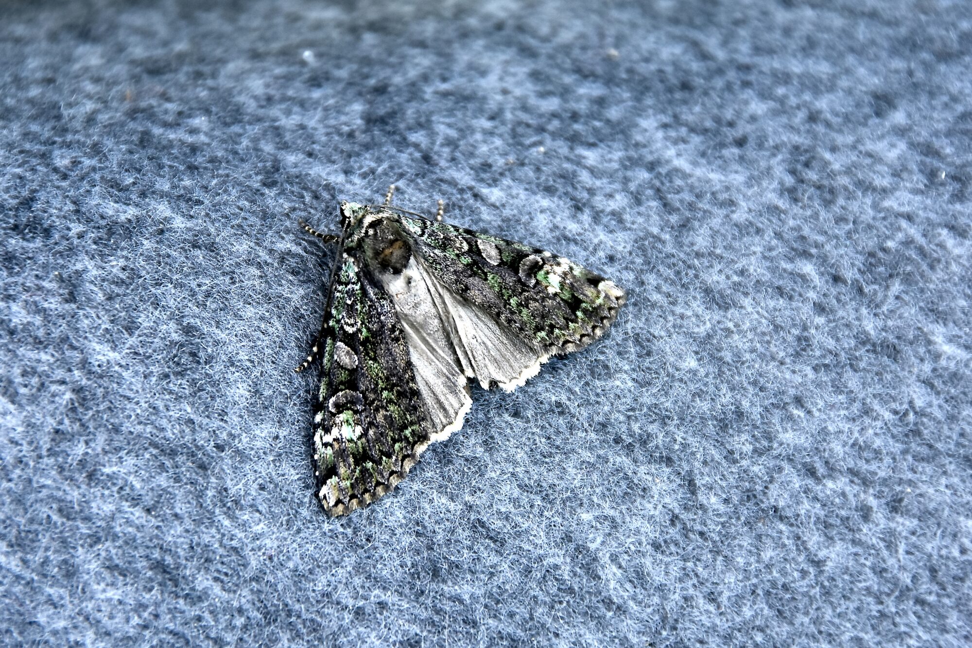 Valokuvaaja: Lasse Rokka