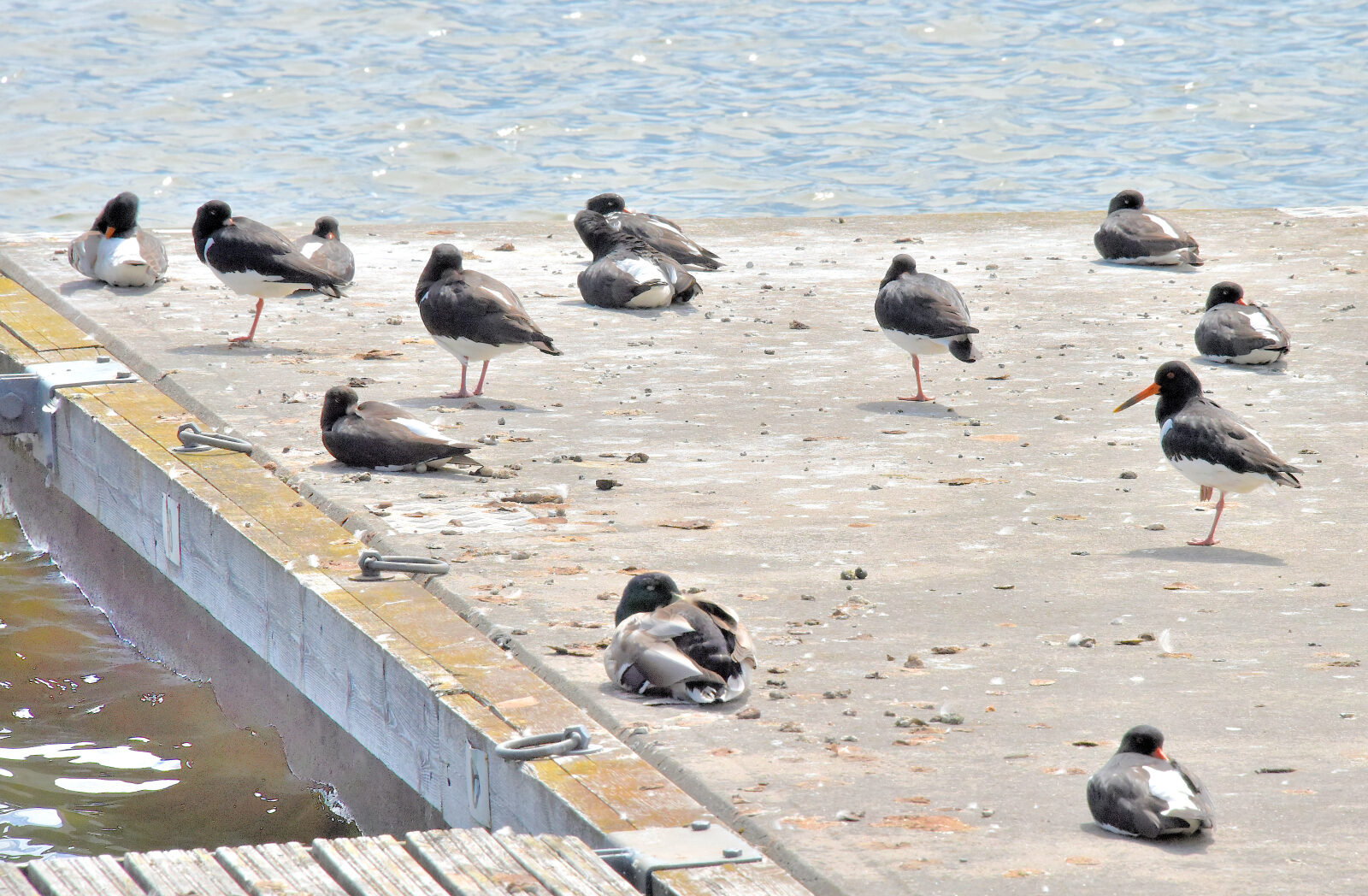 Valokuvaaja: Reijo Juurinen